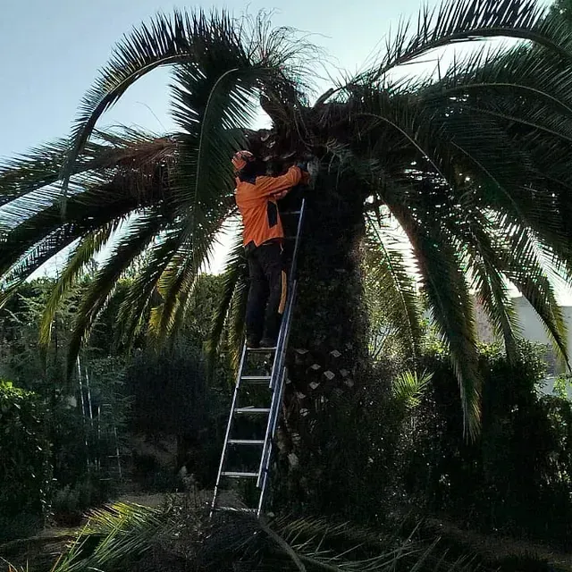 Un hombre en una escalera está trabajando en una palmera.
