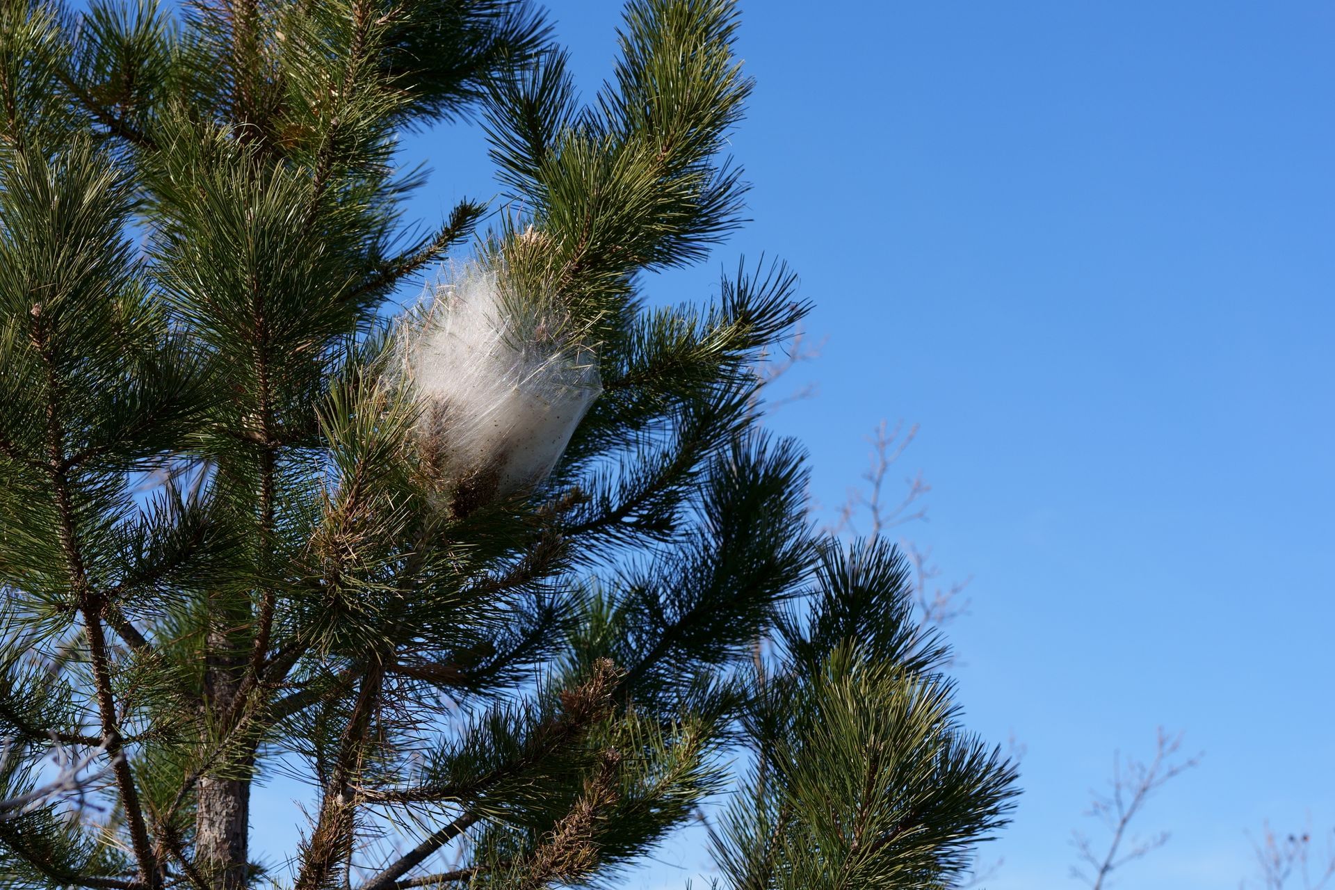 Nid de chenilles processionnaires dans les branches d'un pin.