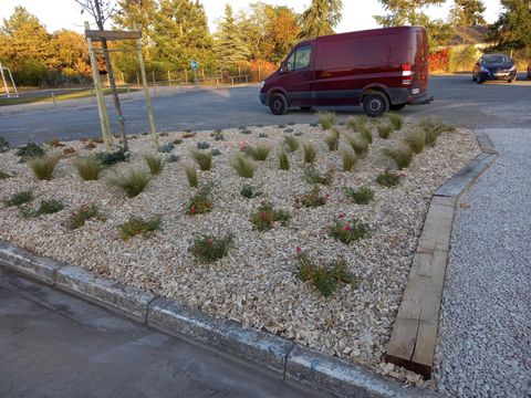 Un massif de plantes avec du paillage.