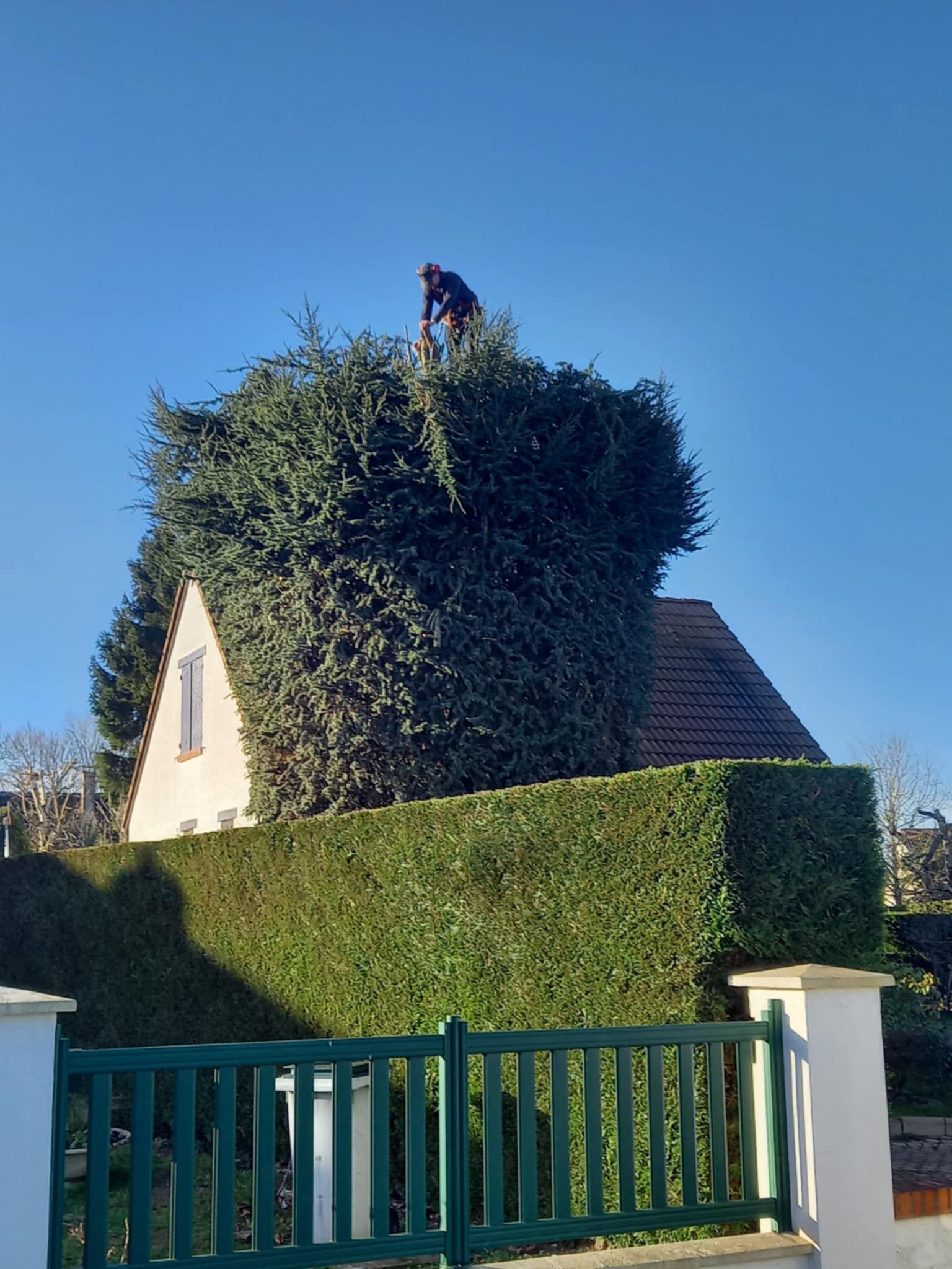 Haies taillées en forme originale.
