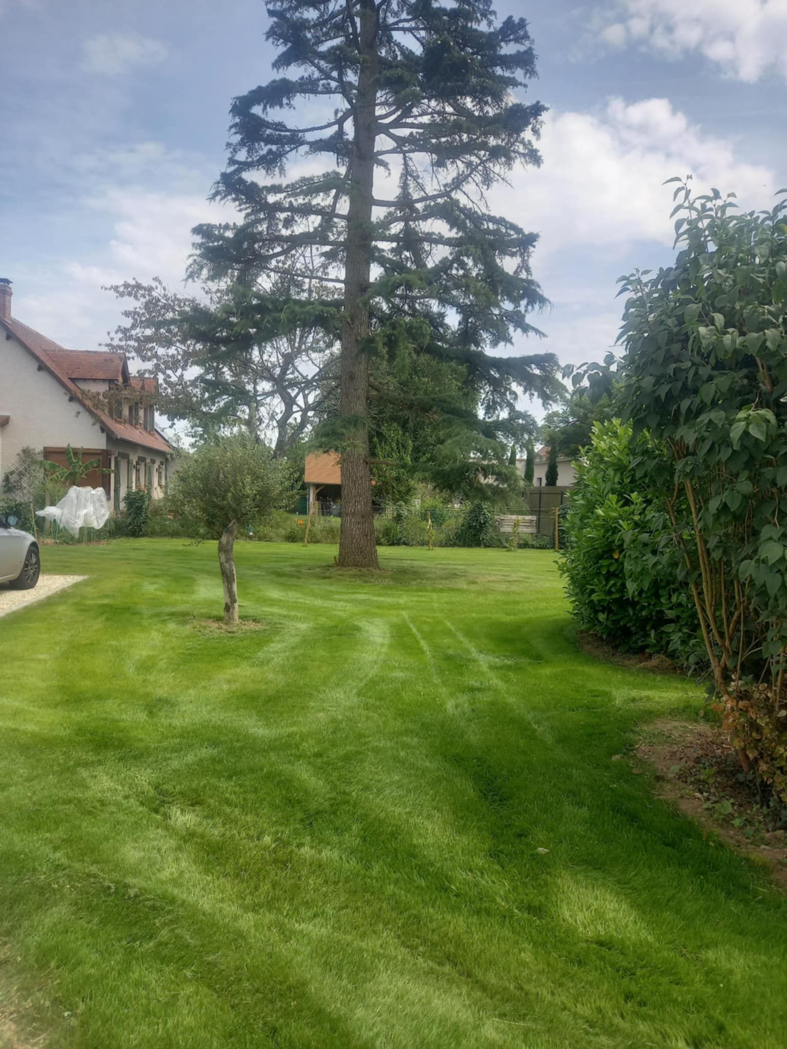 Un jardin recouvert de gazon avec quelques arbres.