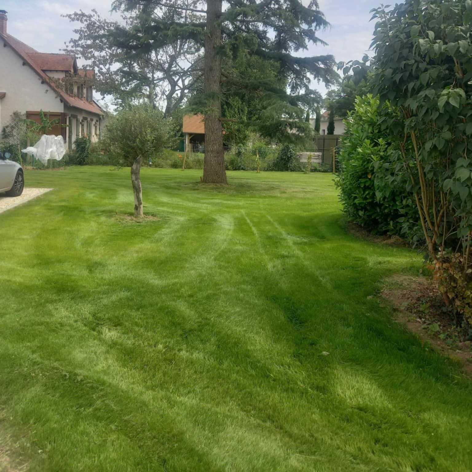 Un jardin avec un gazon naturel.