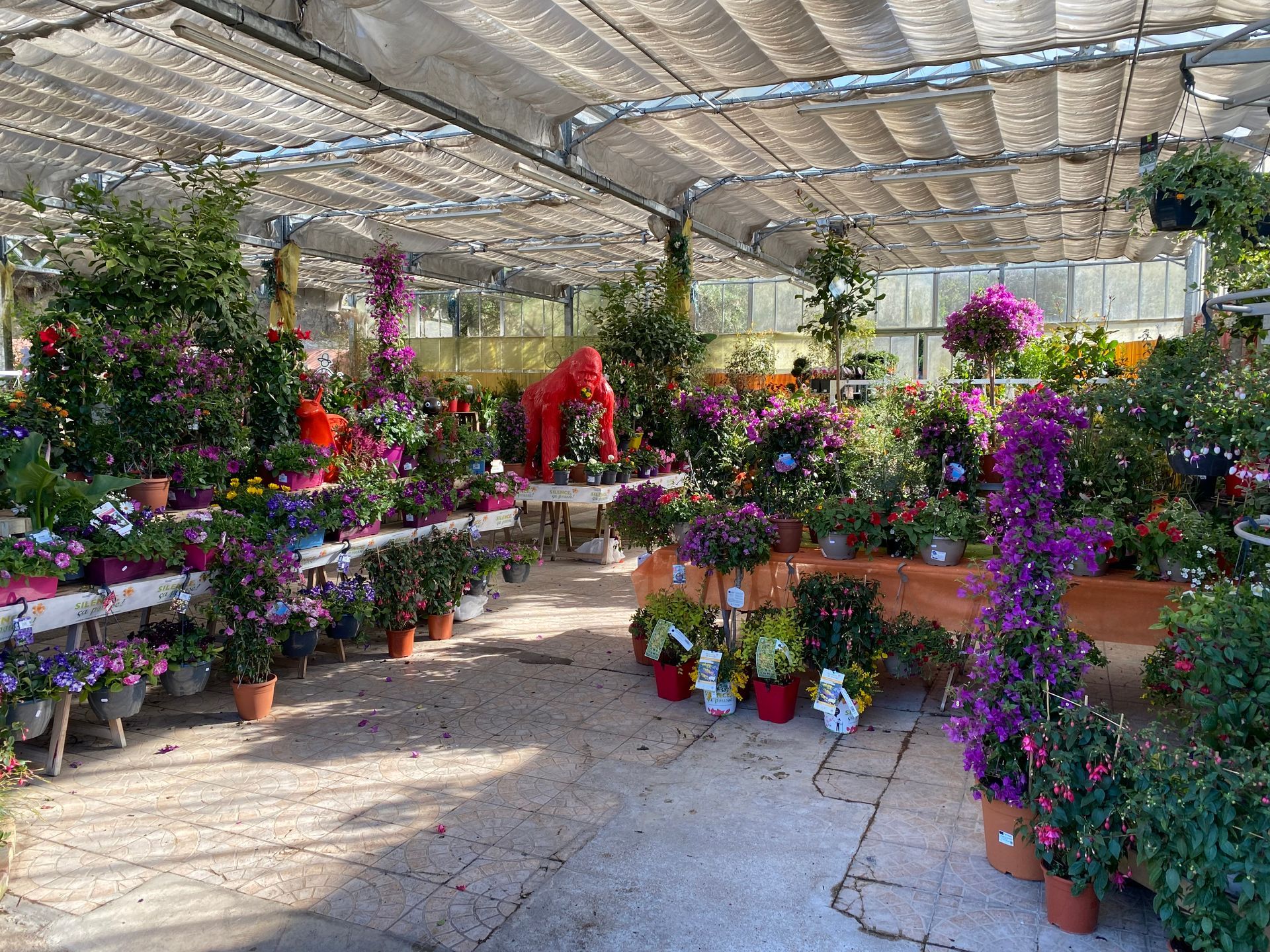Intérieur de la jardinerie avec des fleurs