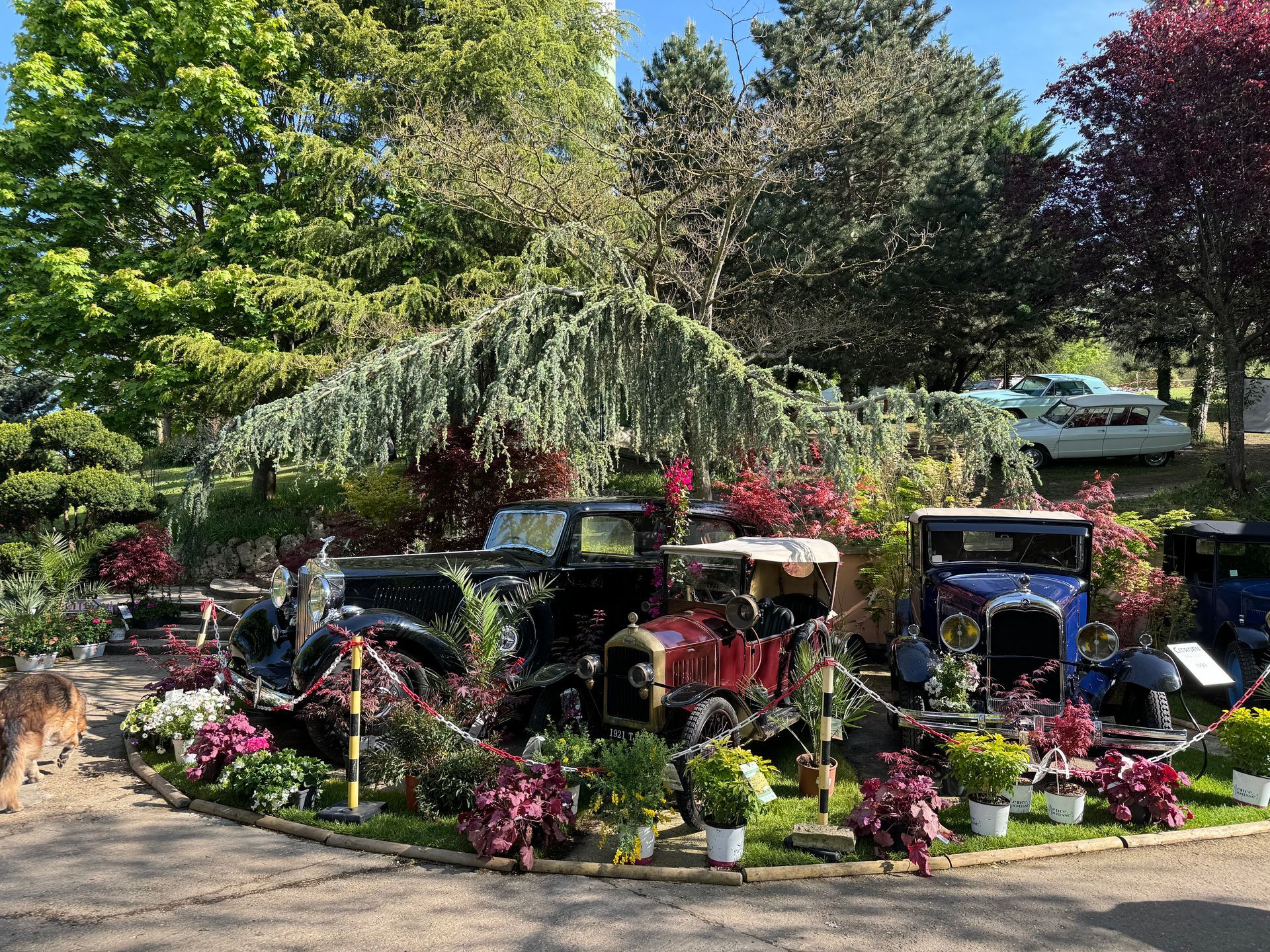 Voitures de collection décorées