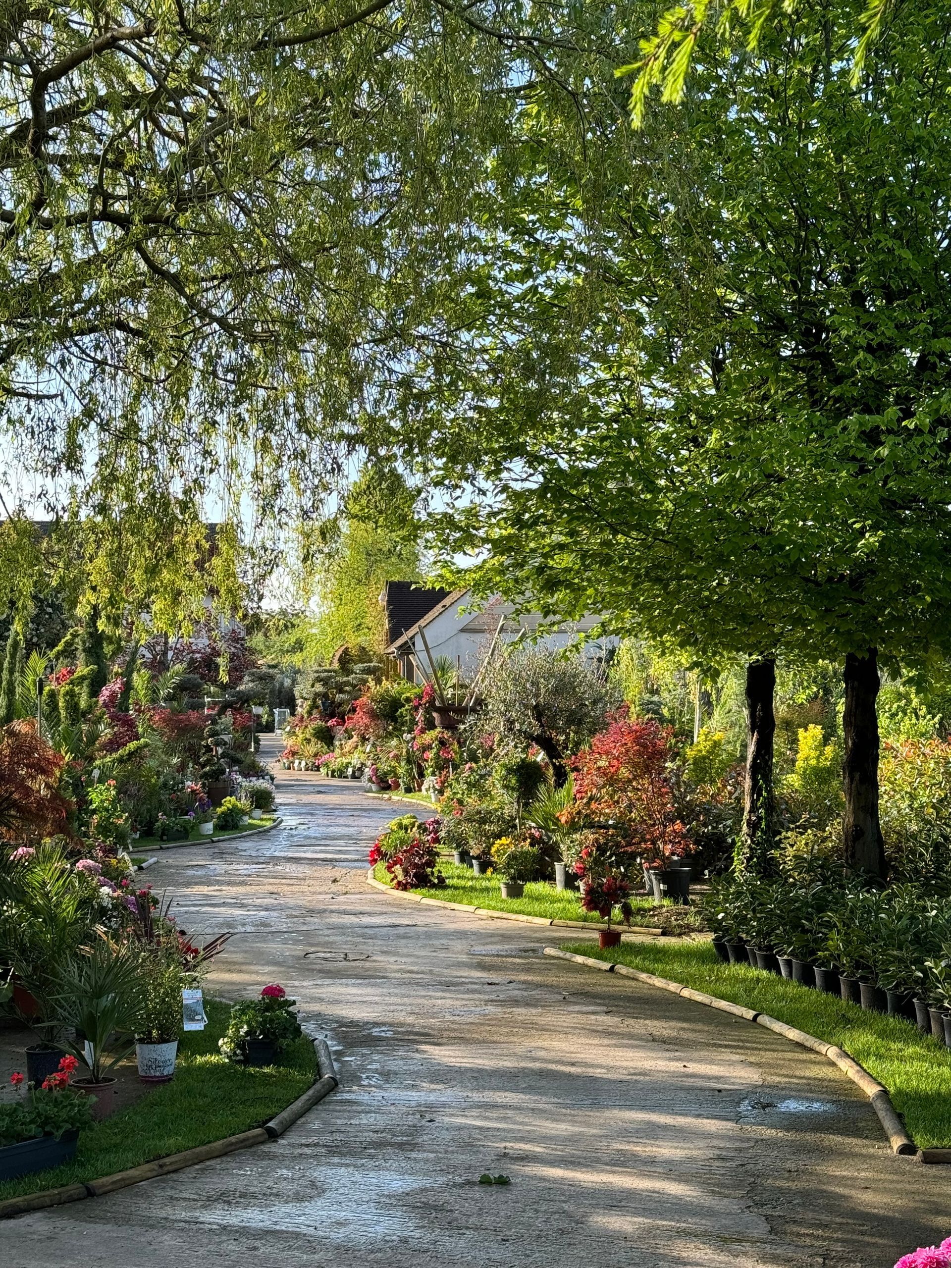 Allée arborée du parc