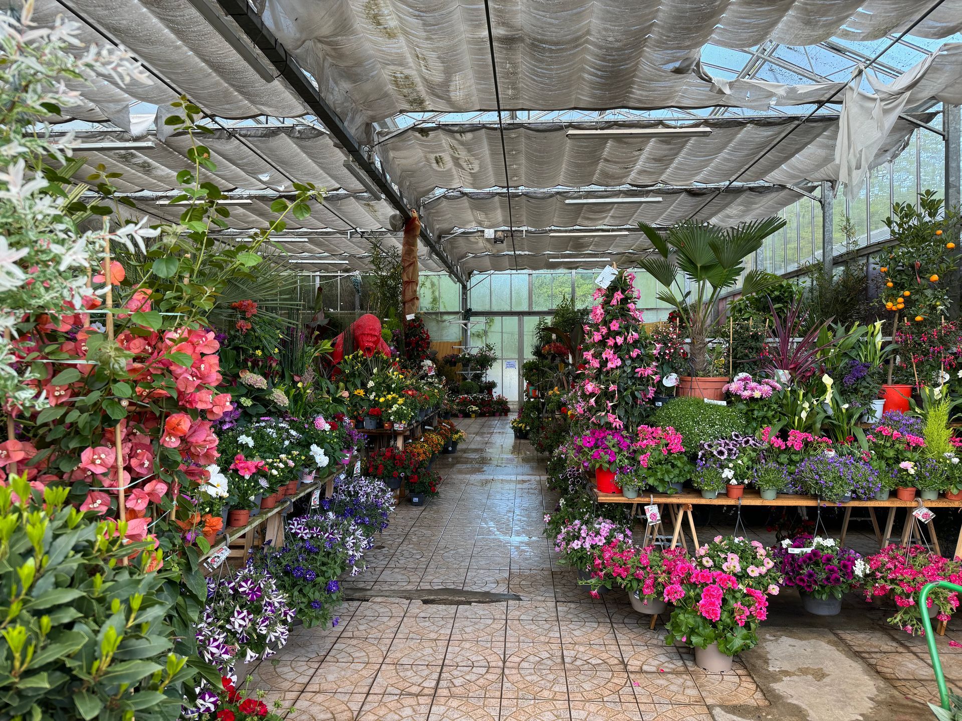 Fleurs dans une serre