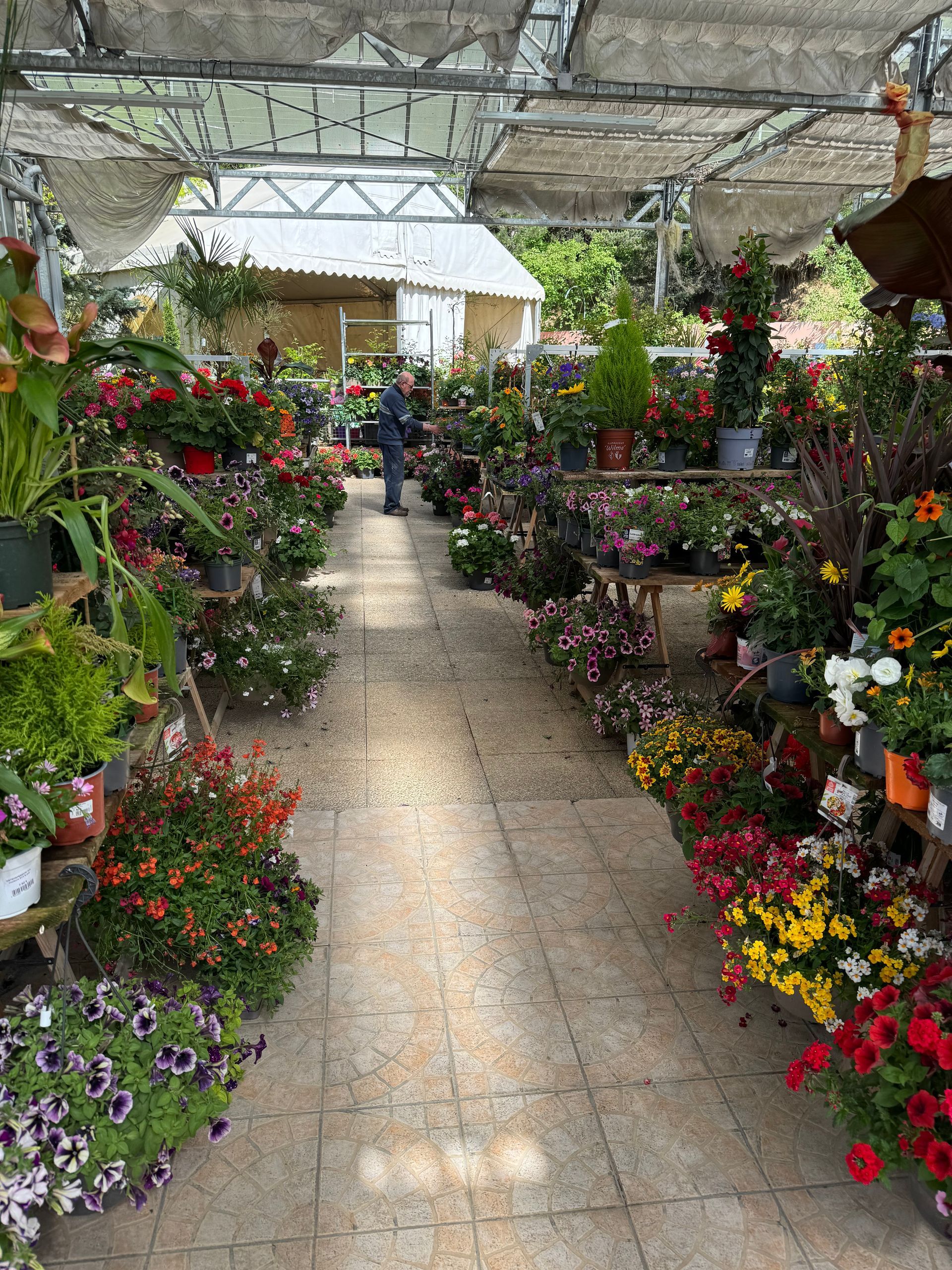 Plantes fleuries au sol