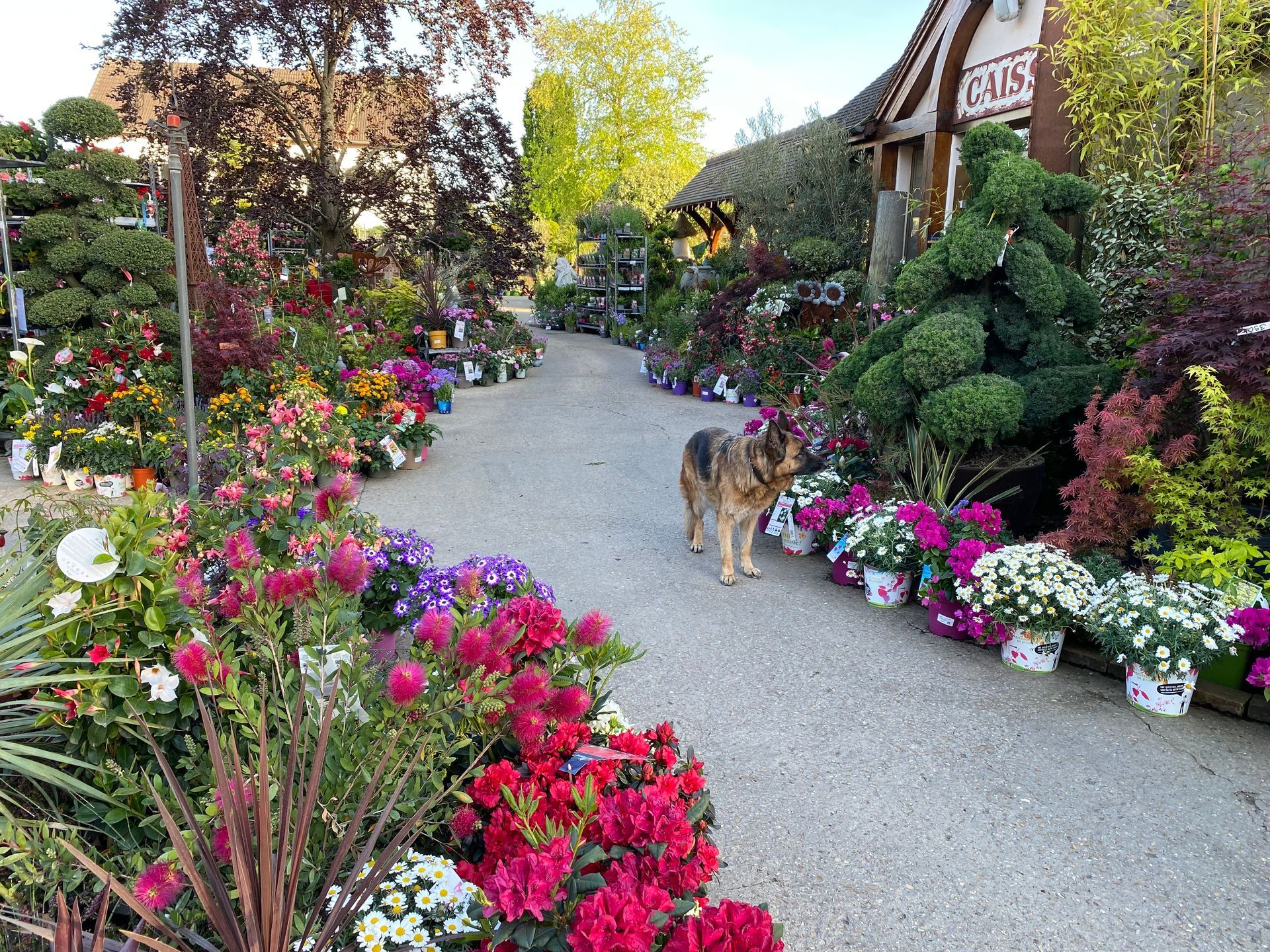 Chien dans une allée de fleurs