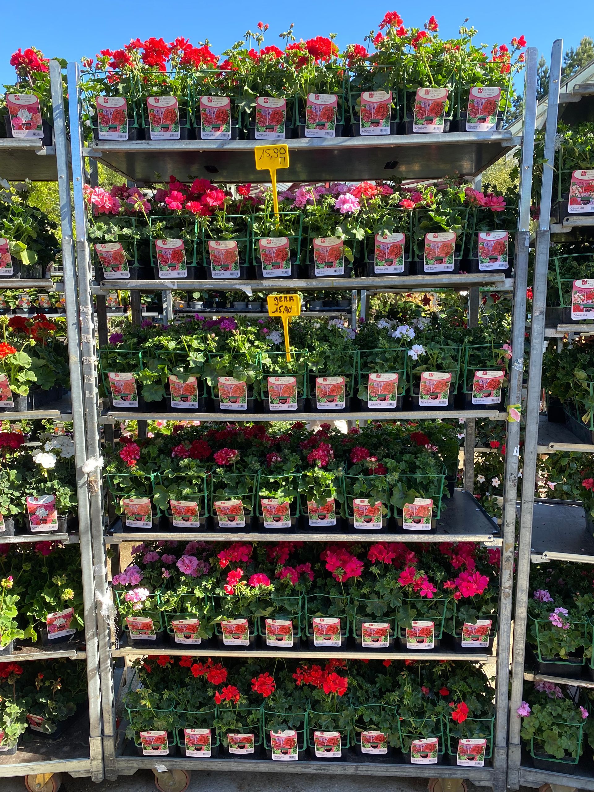 Plantes vertes en pot