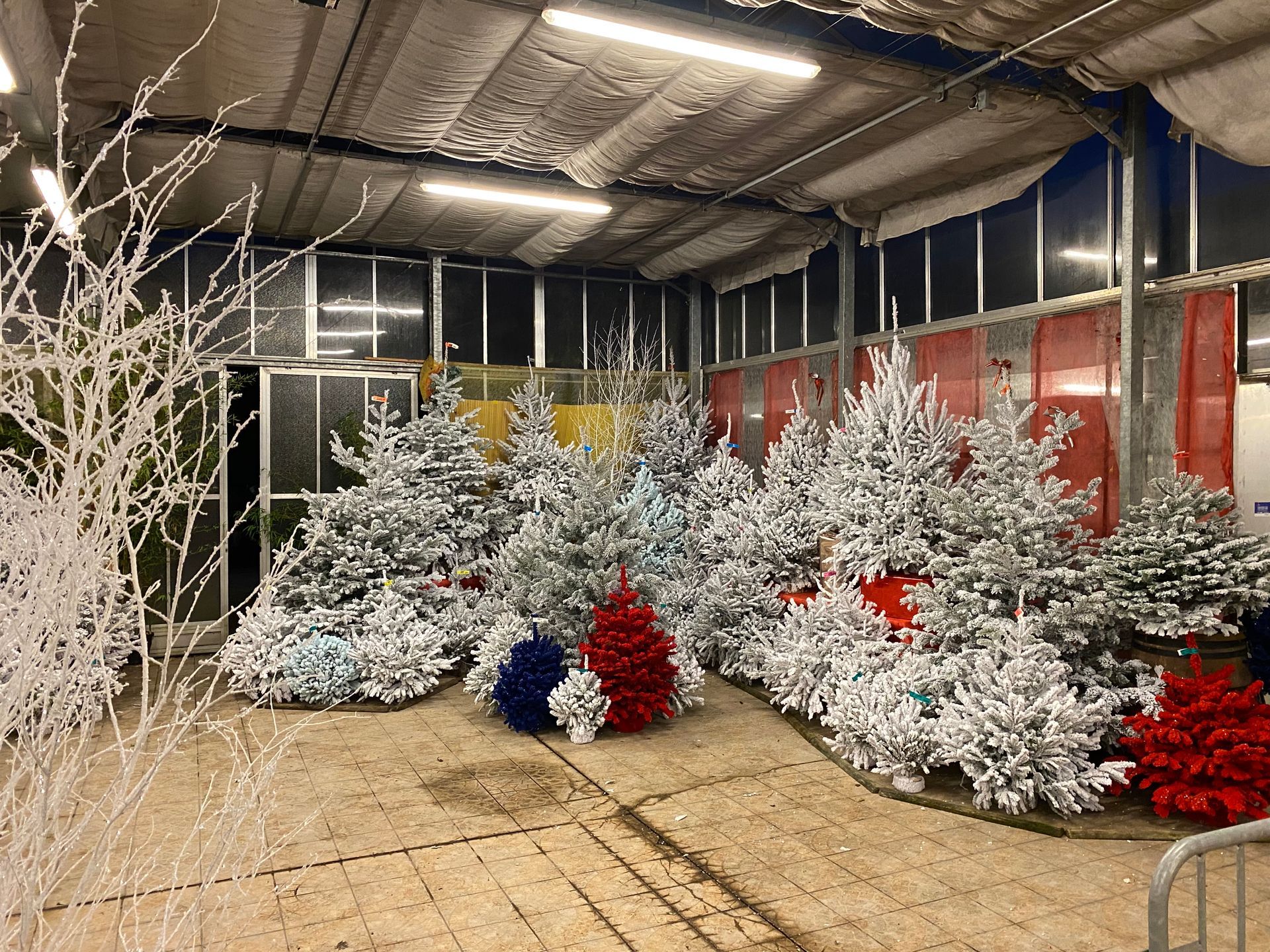 Sapins de noël