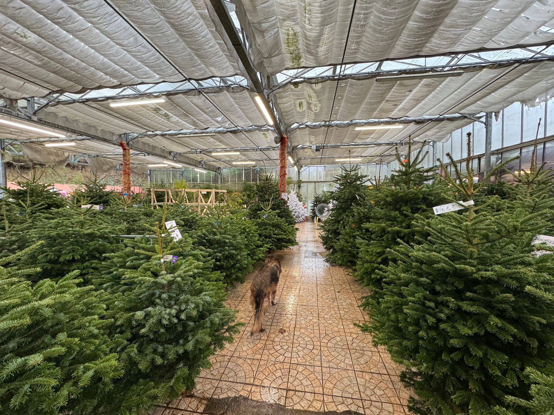 Sapins dans une pépinière