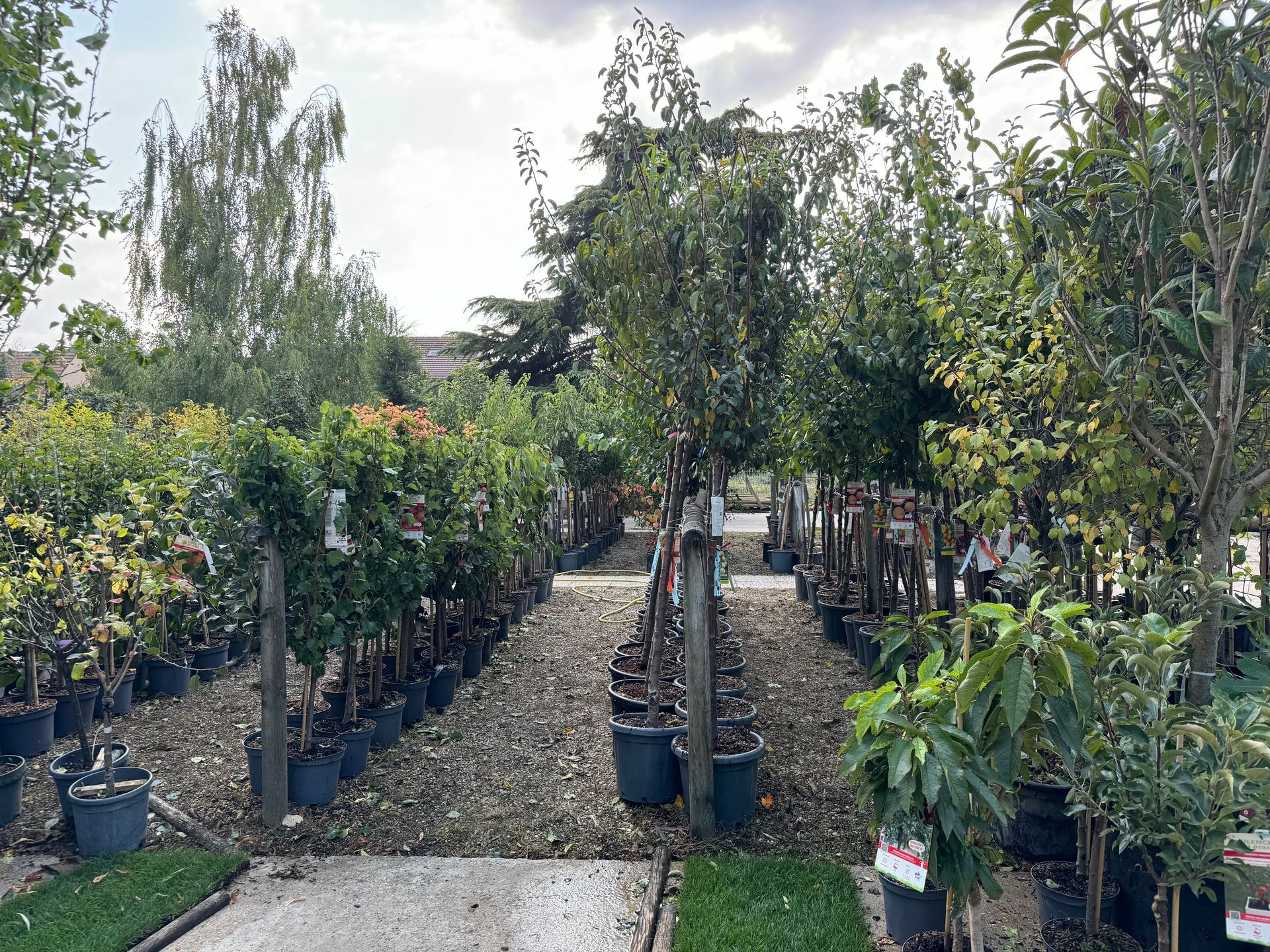 Rangés de fruitiers