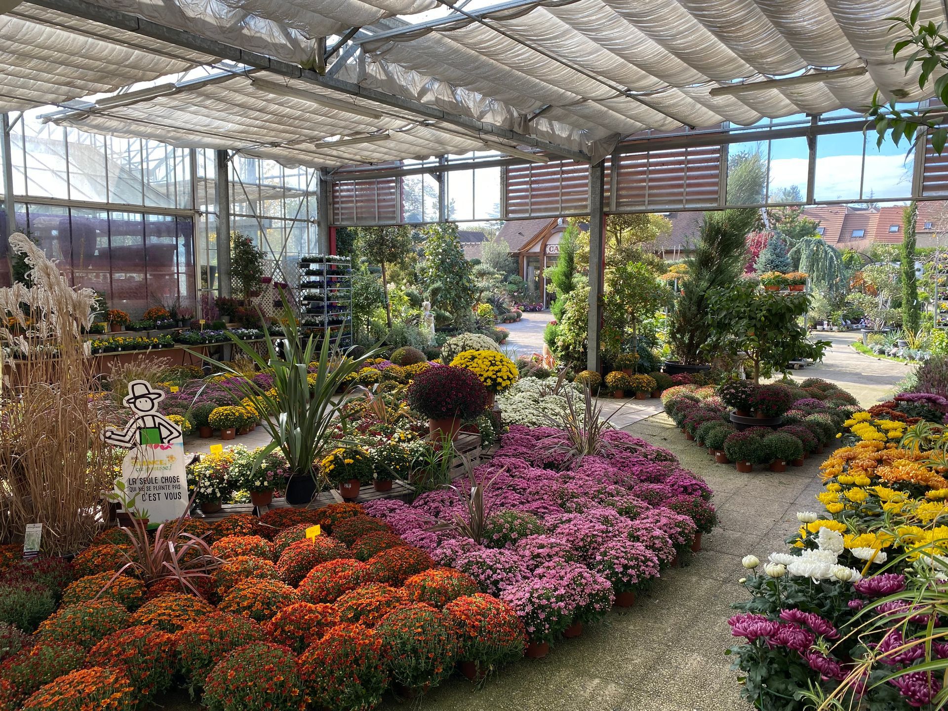 Fleurs de différentes couleurs au sol