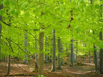 Tromtö Naturreservat, Buchenwald