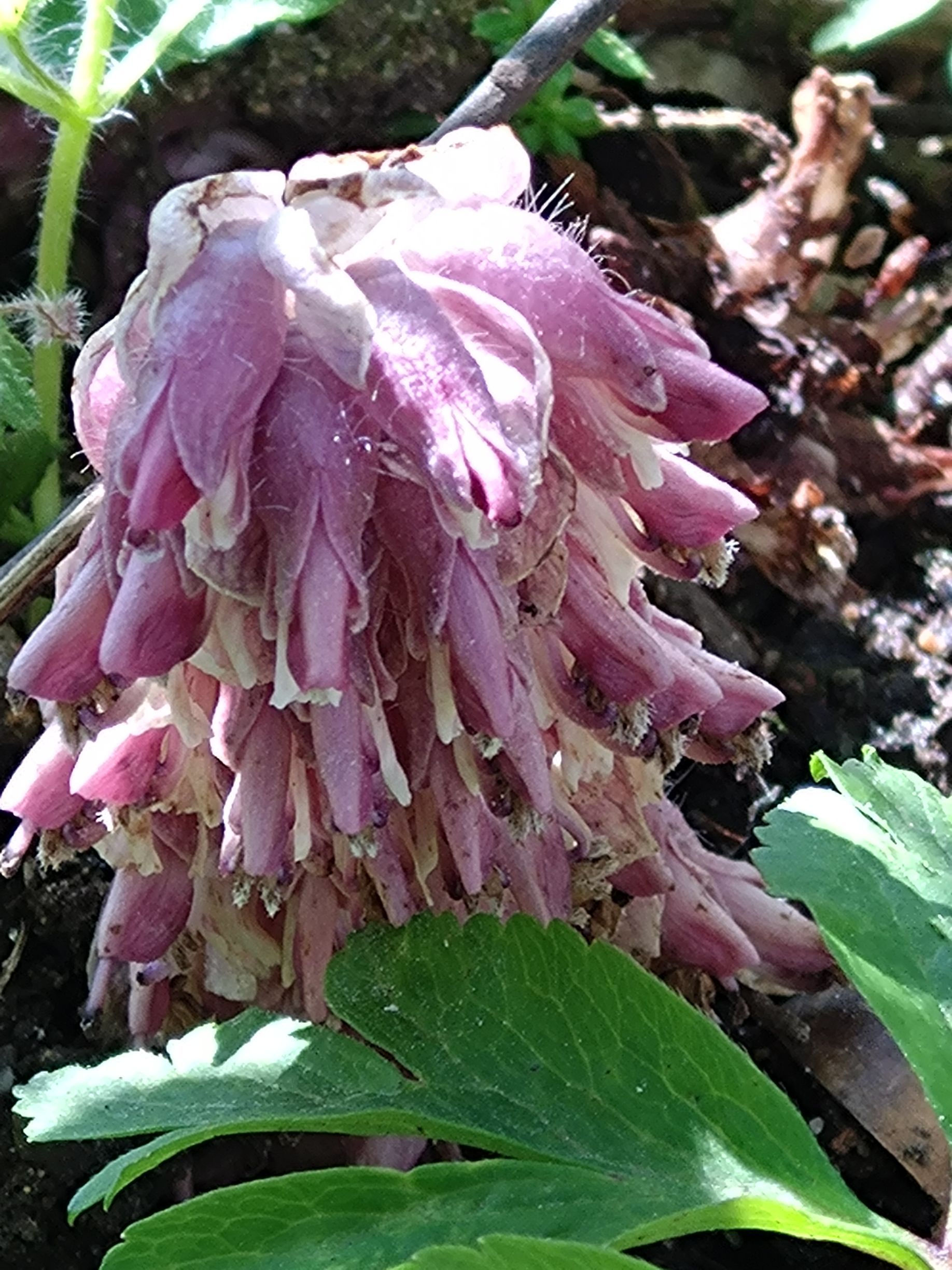 Vätteros, Björstorp Hage Naturreservat