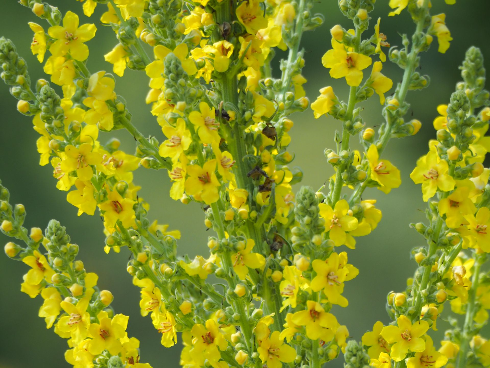 Kungsljus, Blekinges landskapsblomma
