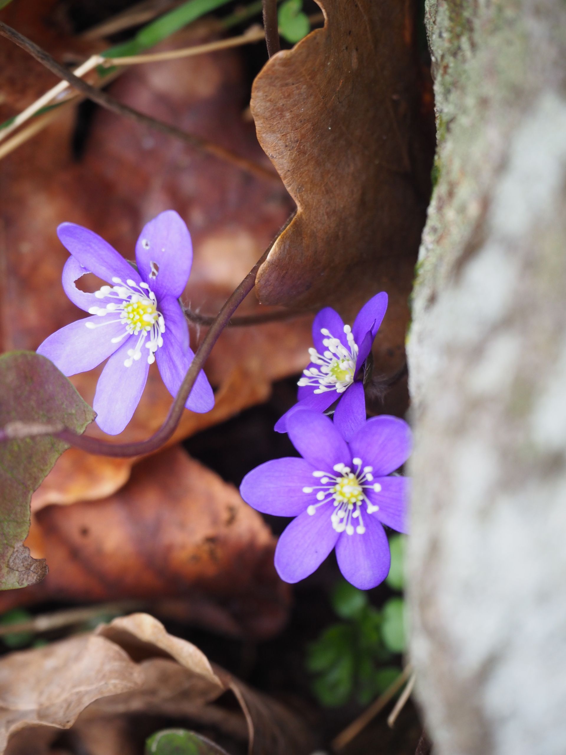 Blåsippa Björstor Hage