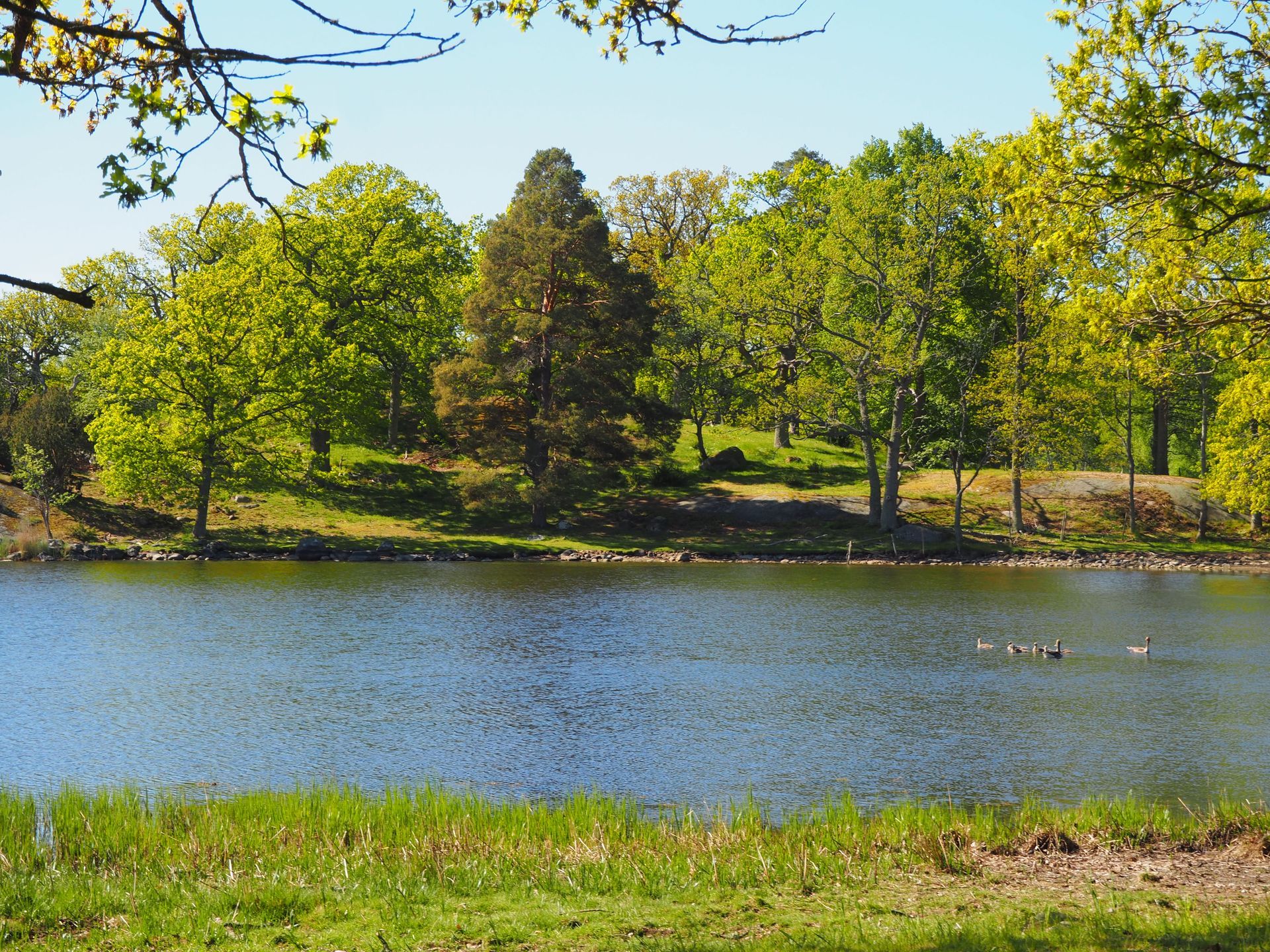 Nyutslagen bokskog Tromtö Naturreservat