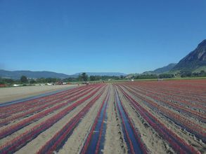Préparation d'un champ de vignes.