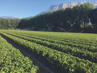 Champ de vignes.