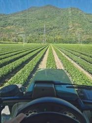 Vigne vue d'un tracteur.