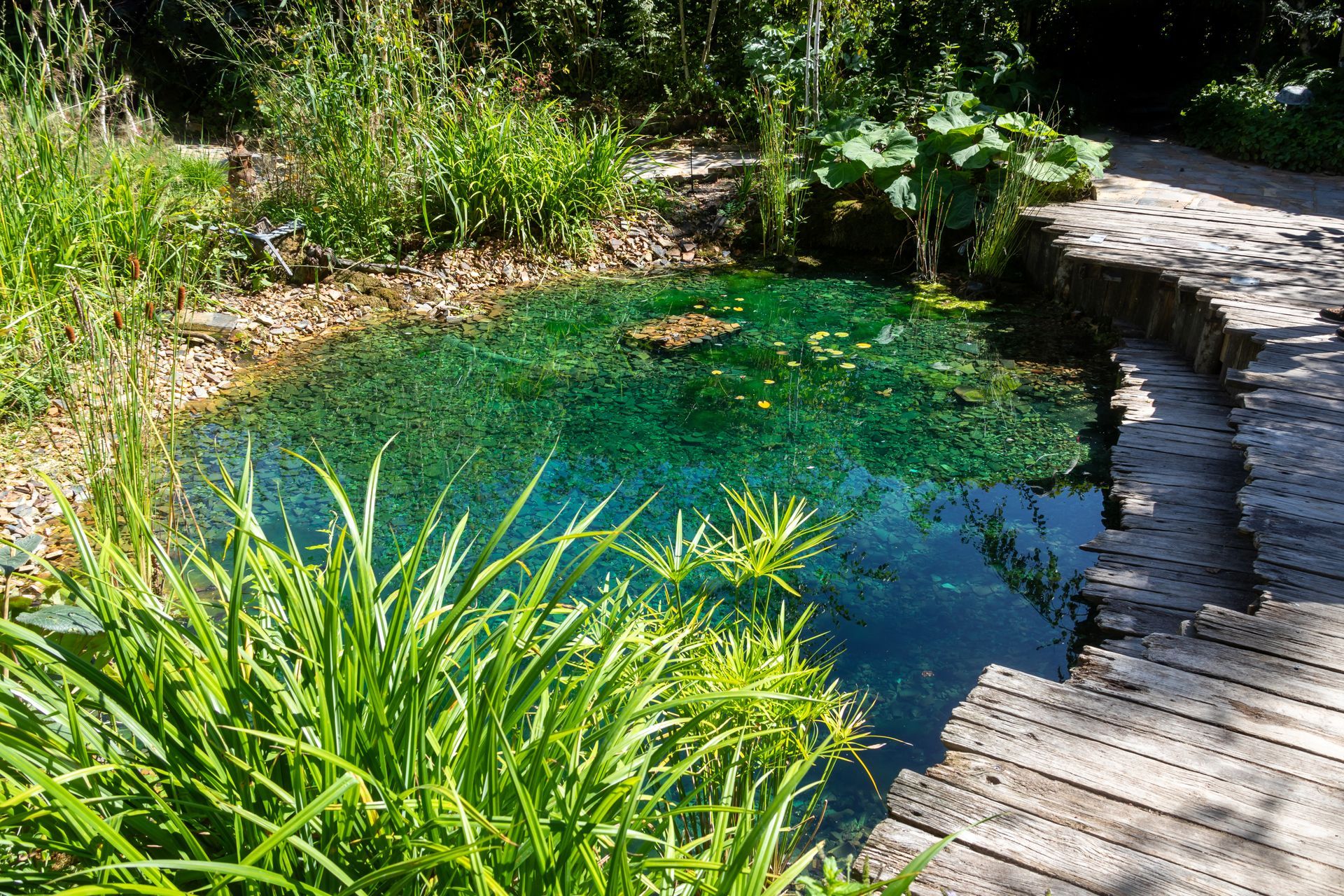 Un bassin d'eau douce dans un jardin.