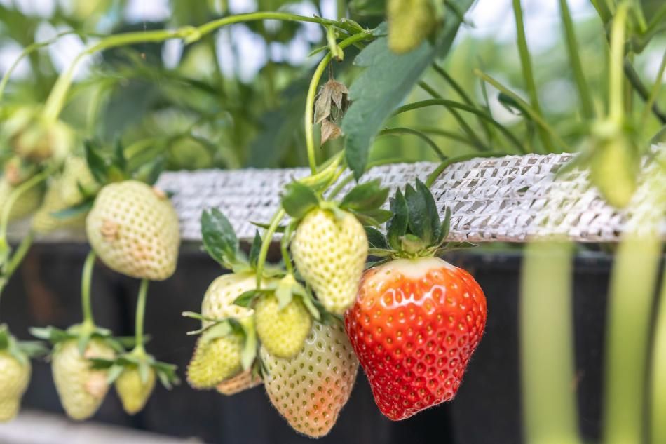 Rangée de fraise pour la cueillette