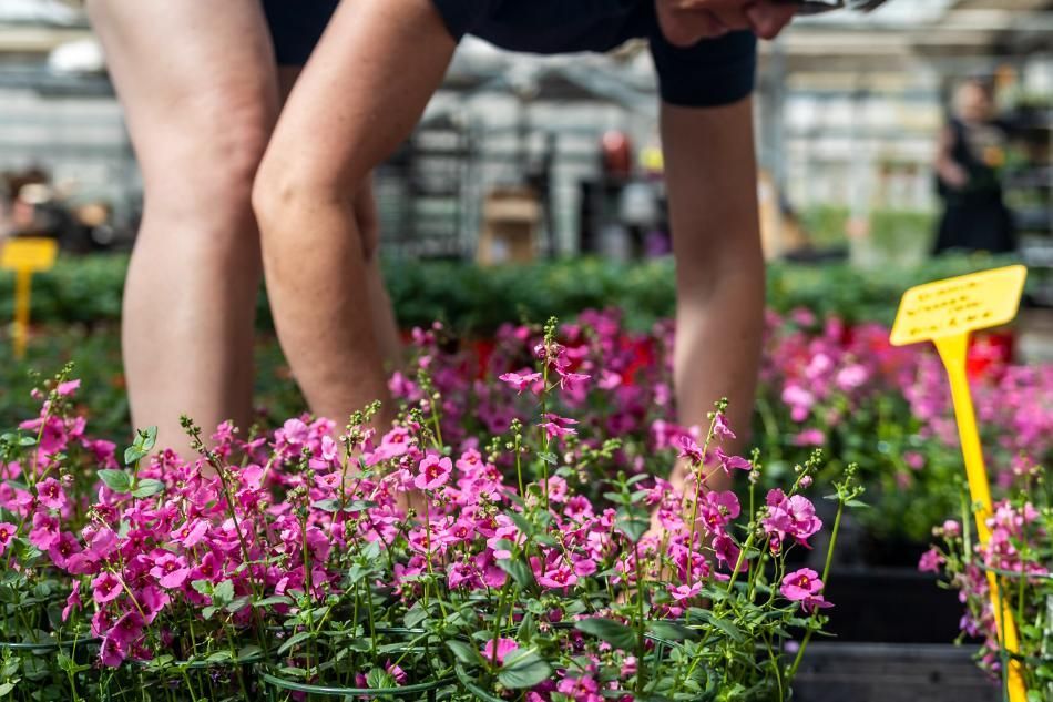 Plants de sauge hot lips