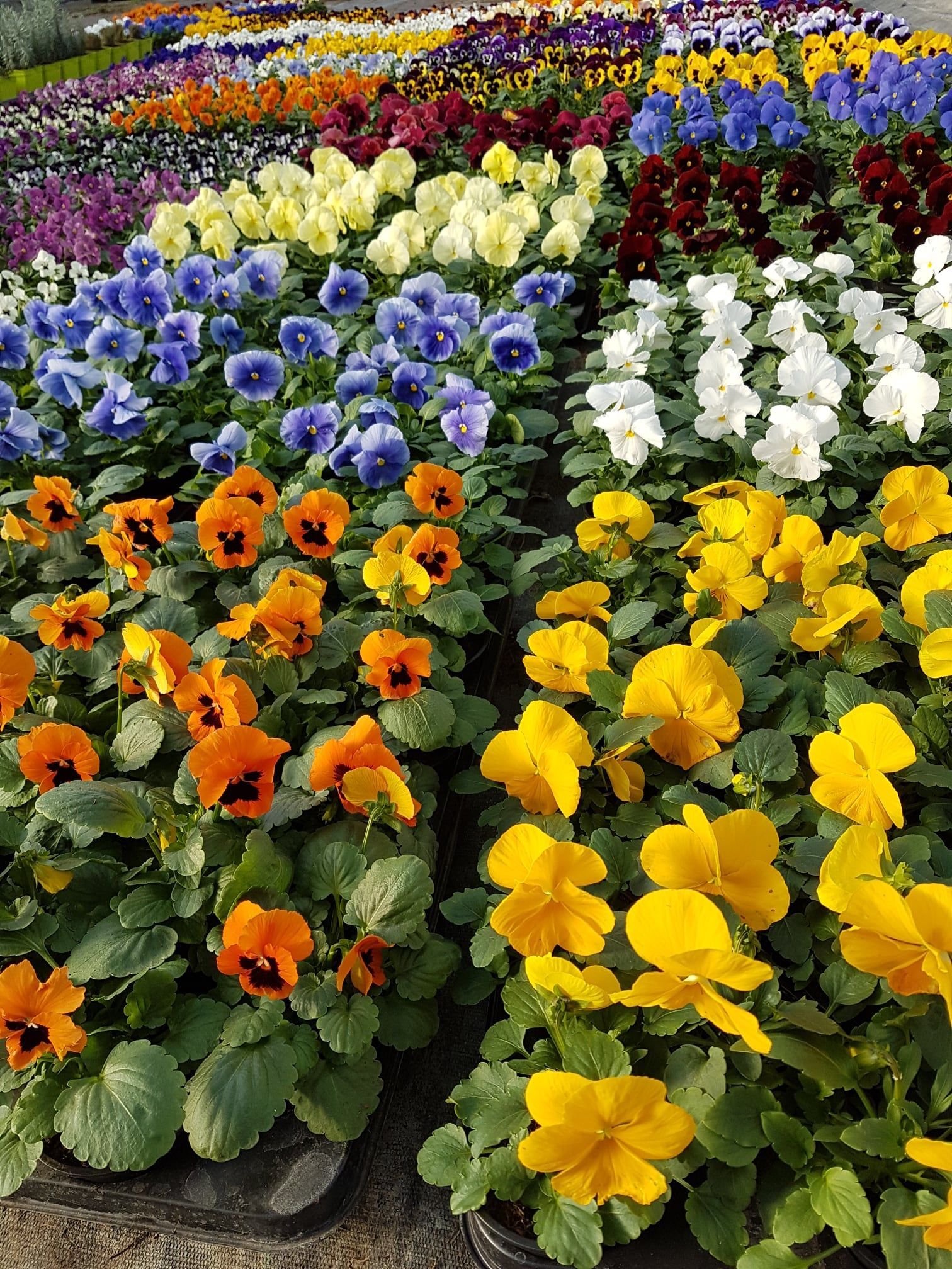 Plants de pensée de diverses couleurs