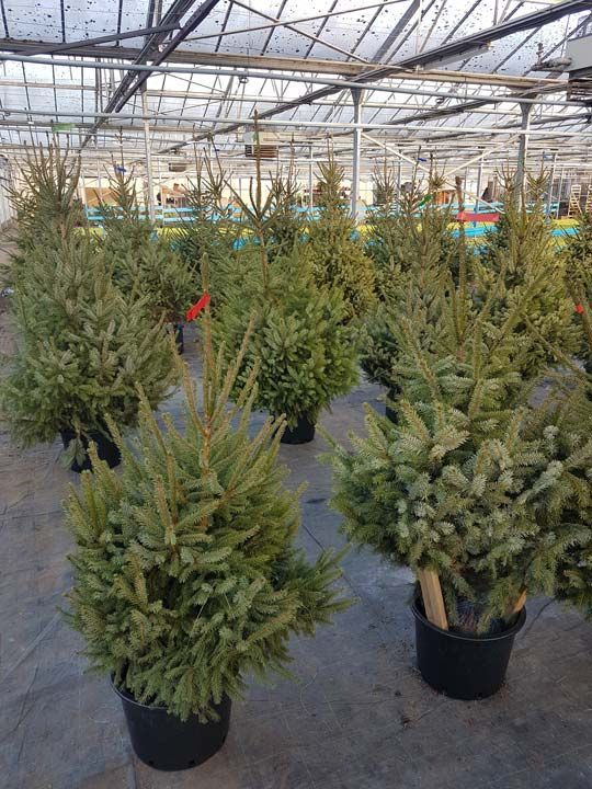 Arbres à feuilles persistantes en pot dans une serre. Plusieurs arbres sont alignés, avec des aiguilles vertes et des pots sombres.
