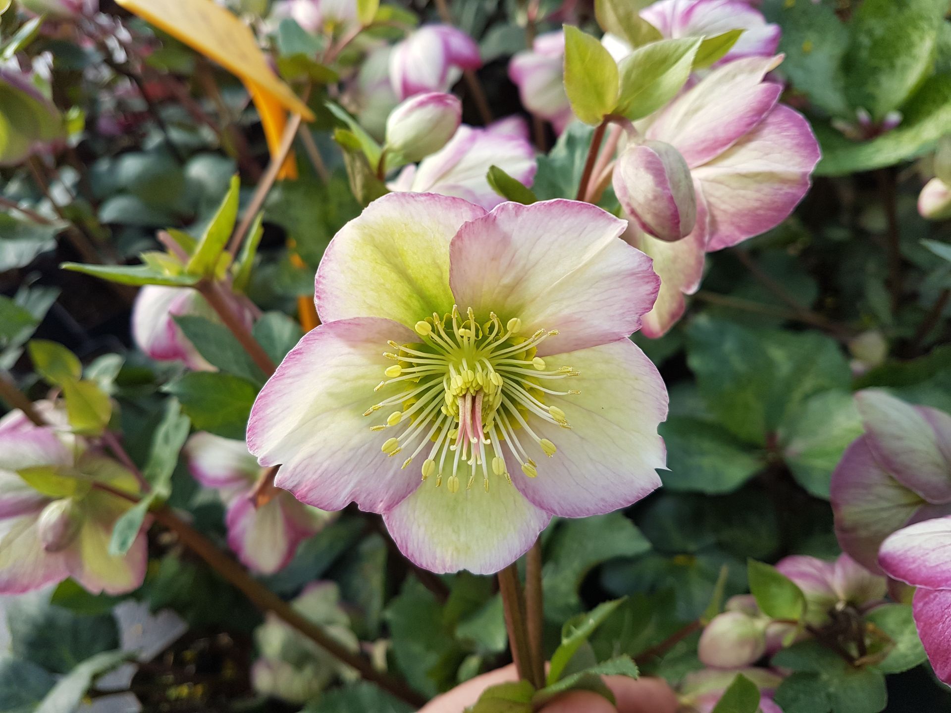 Plants de sauge hot lips