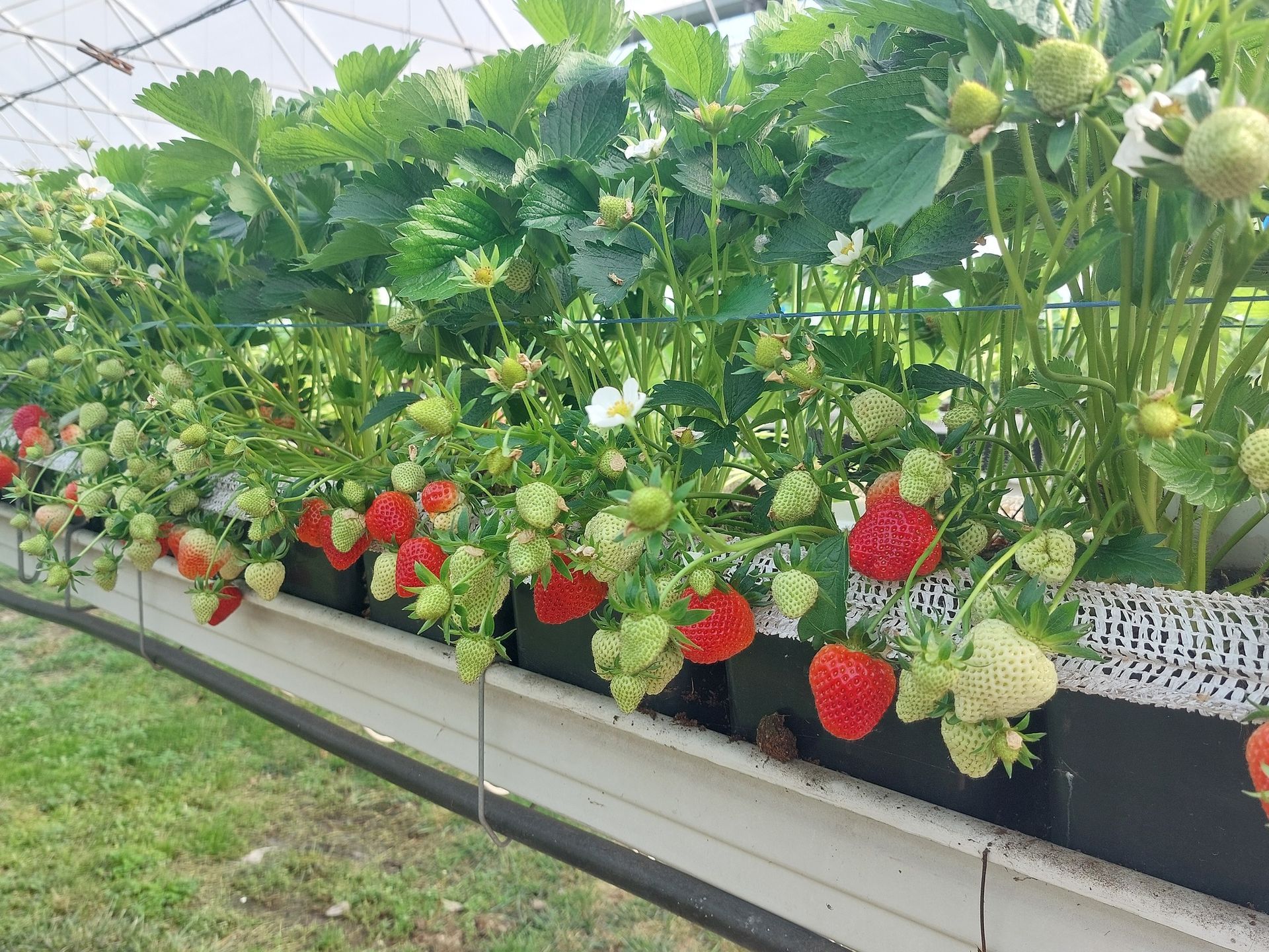 Rangée de plantations de fraises