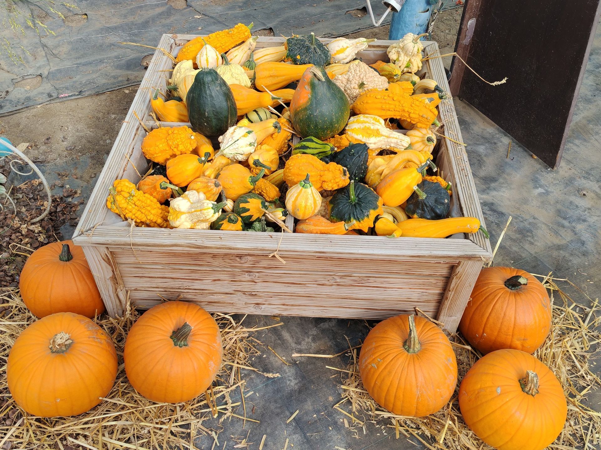Assortiment de courges décoratives de différentes formes et couleurs, présenté dans un coffre en bois et sur un lit de paille.