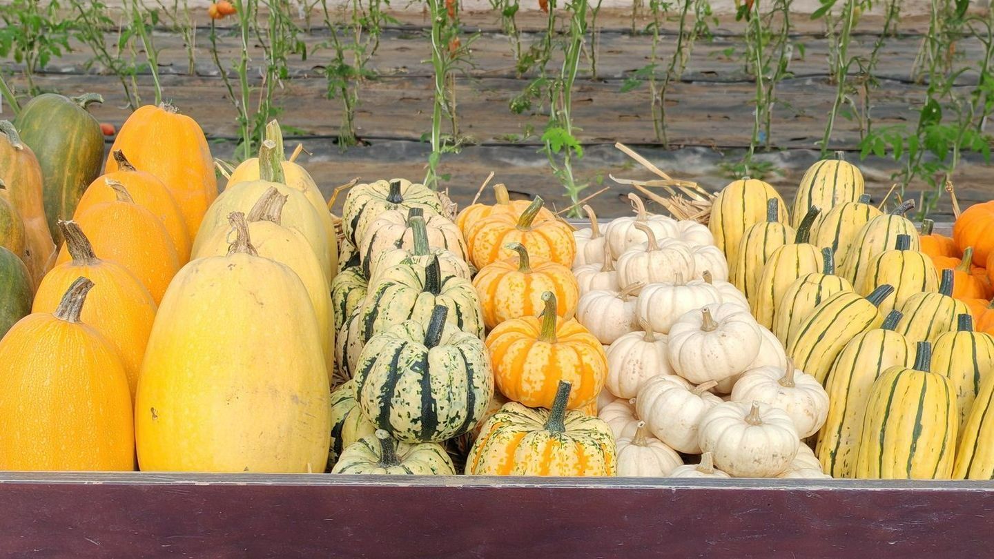 Étal de courges à la vente