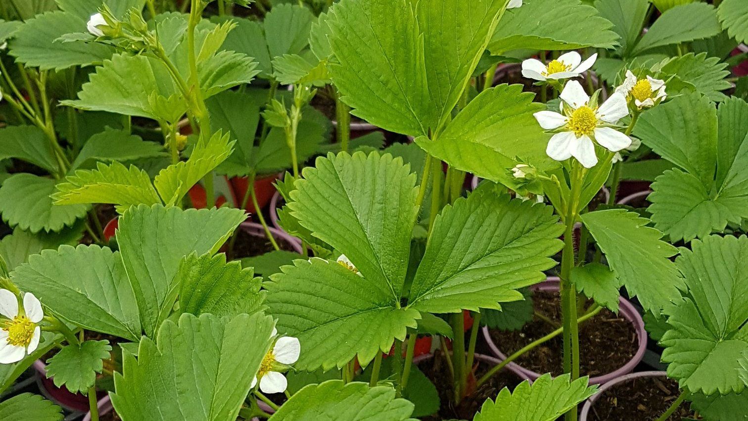 Plants de fraisiers en pot