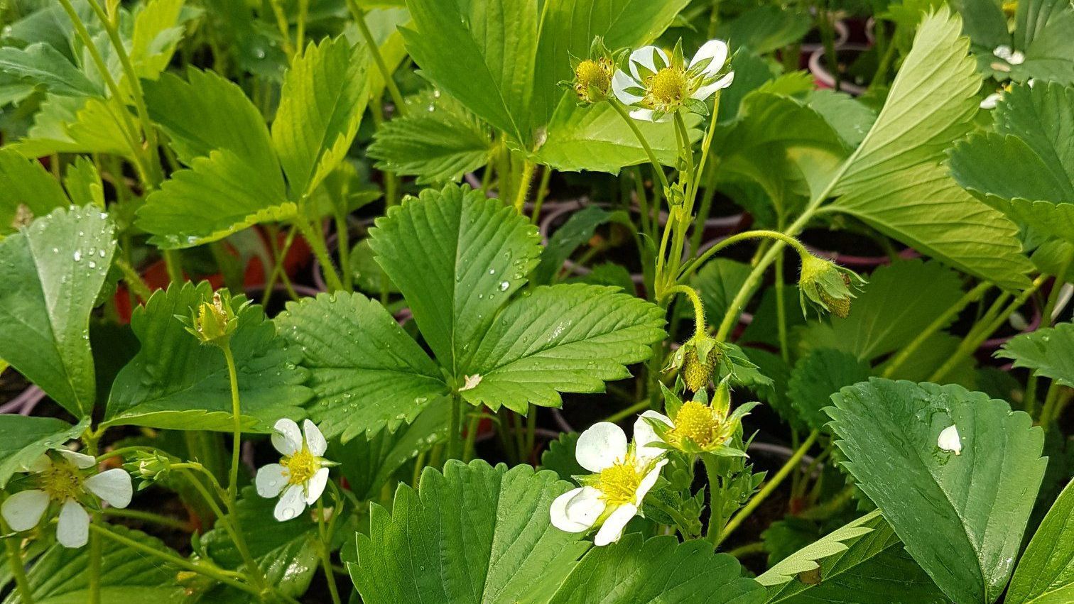 Plants de fraises à acheter