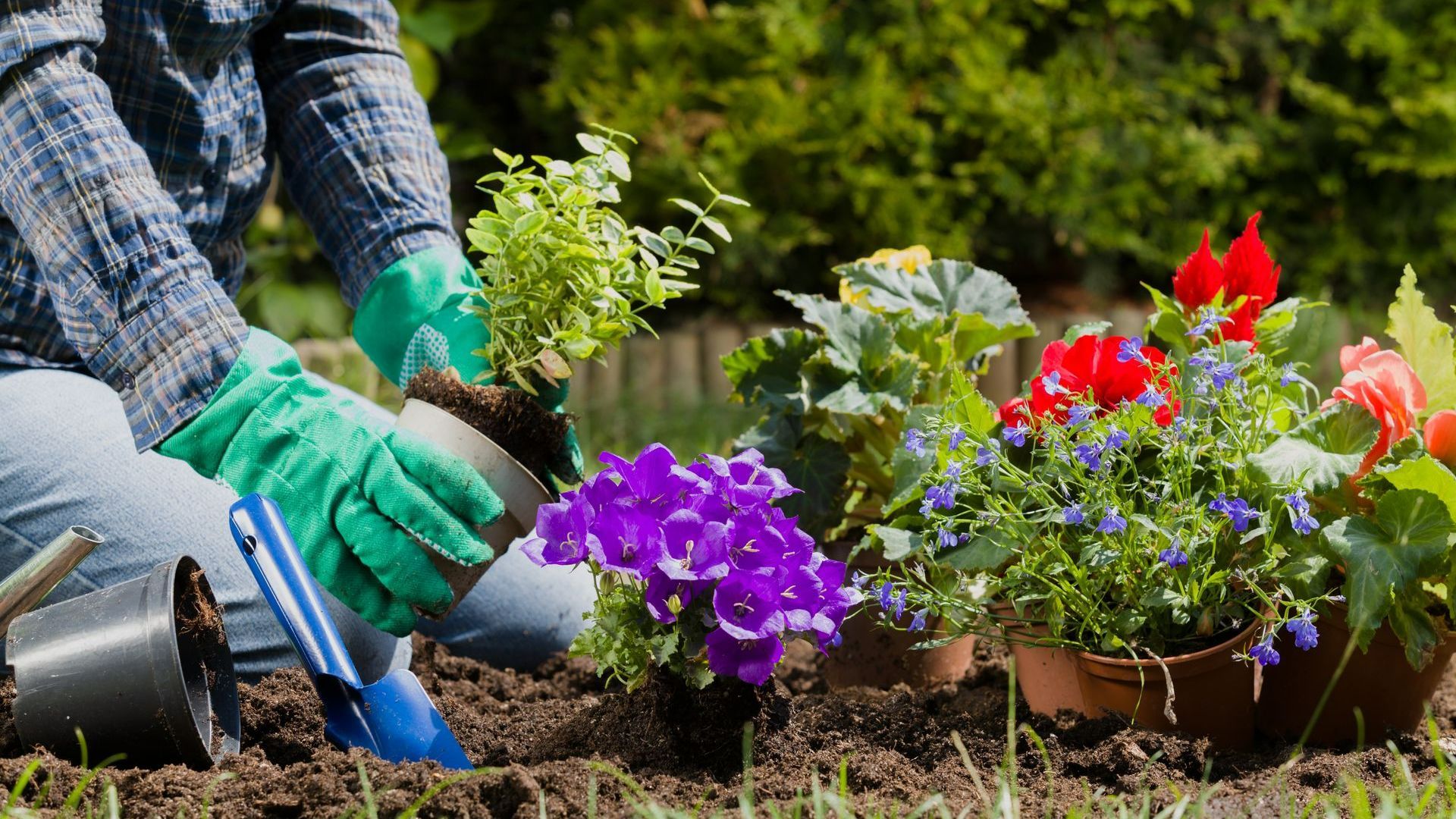 Fleurs plantés dans un jardin