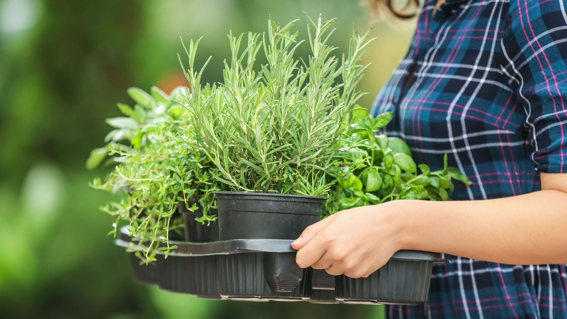 Barquette de plantes aromatiques