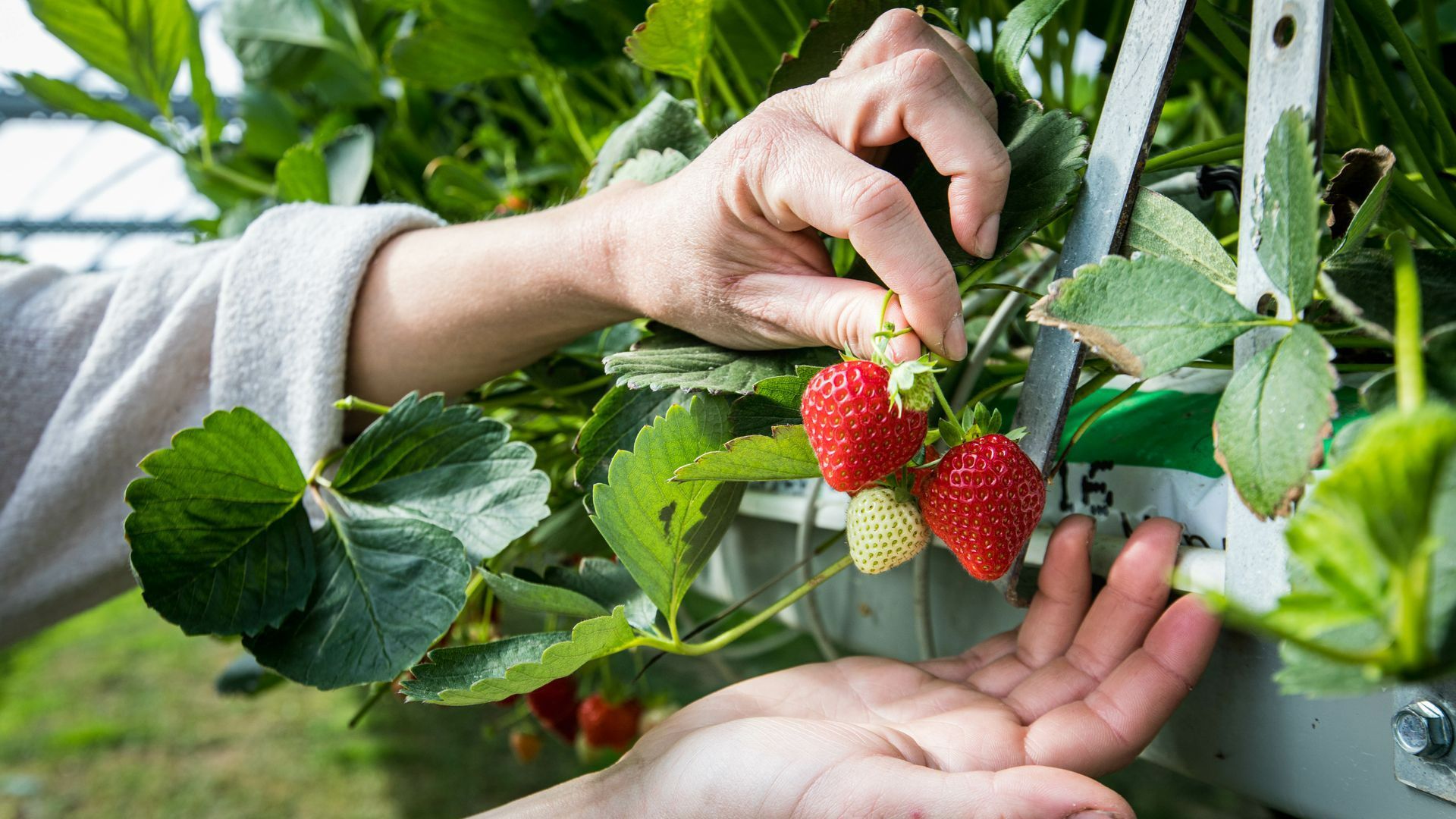 Rangée de fraise pour la cueillette