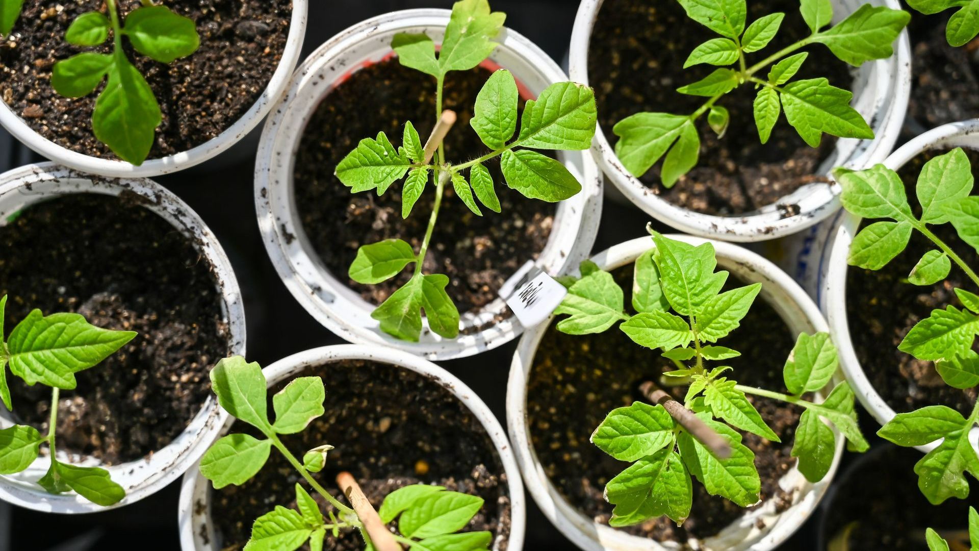 Plants de tomates vus du dessus