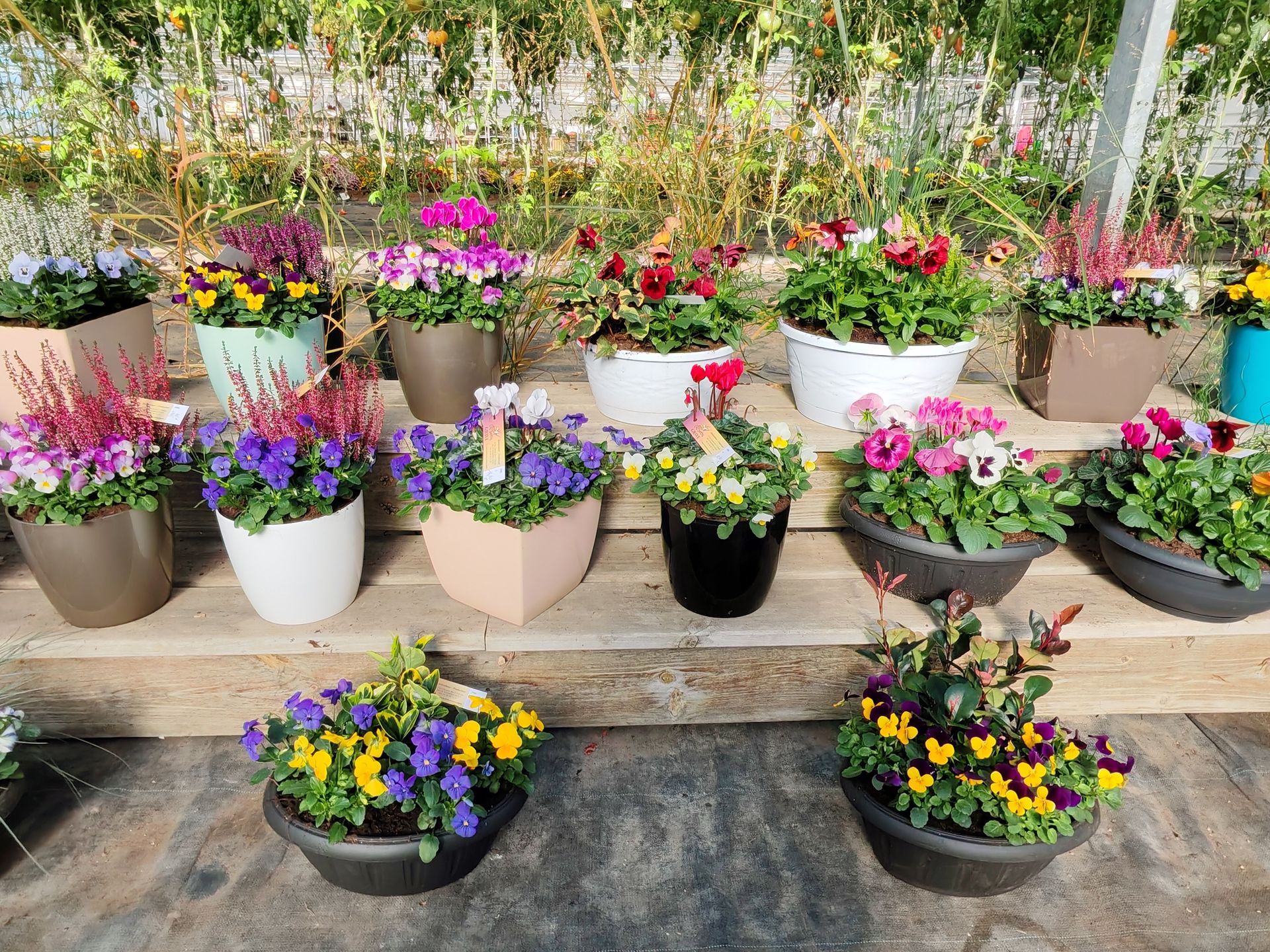 Plants de géraniums