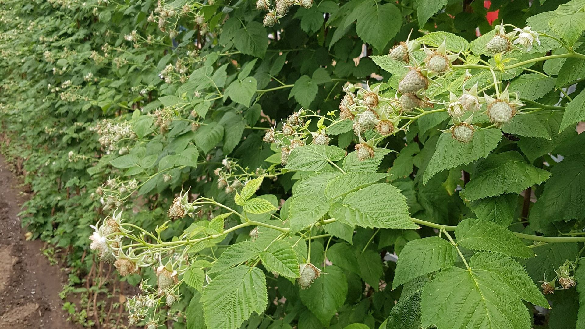 Plantation de framboises en train de murir