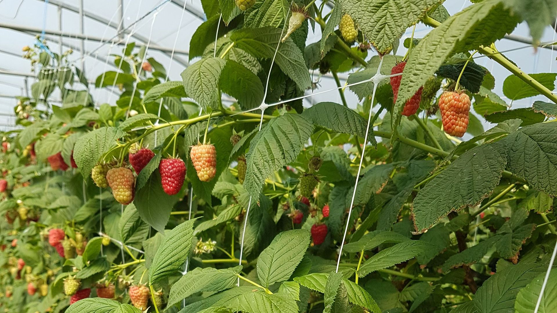 Framboises en train de mûrir