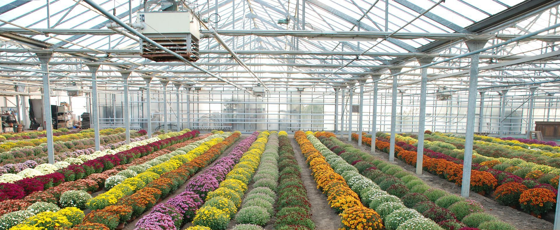 Serres de plants de fleurs