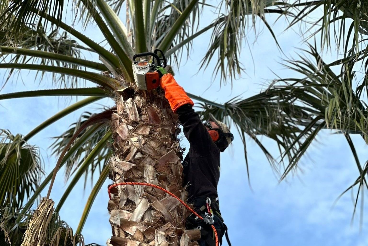 Vers page élagage abattage Élagage d'arbre