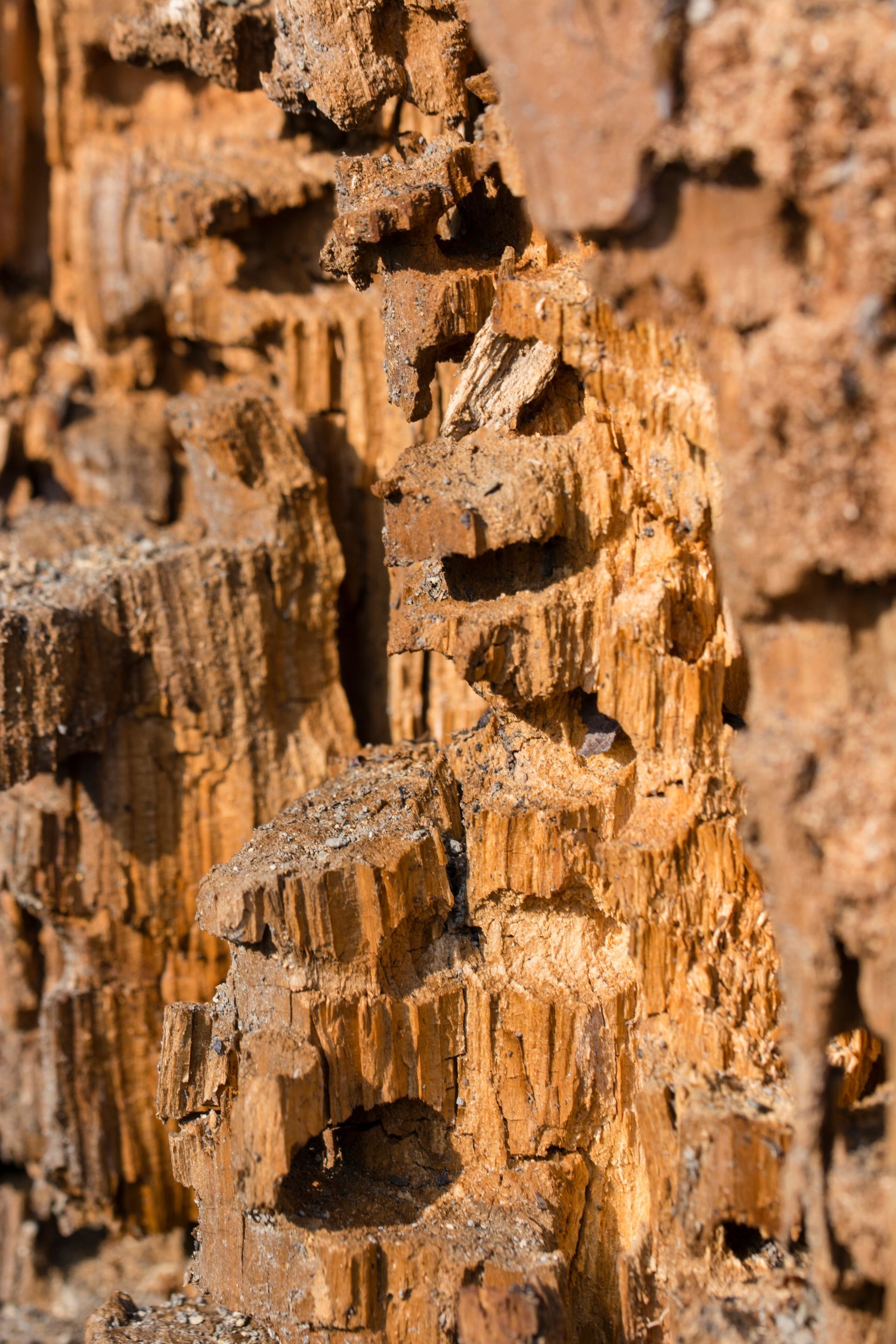 Gros plan sur une écorce d'arbre rugueuse et craquelée, dans des tons bruns et beiges.