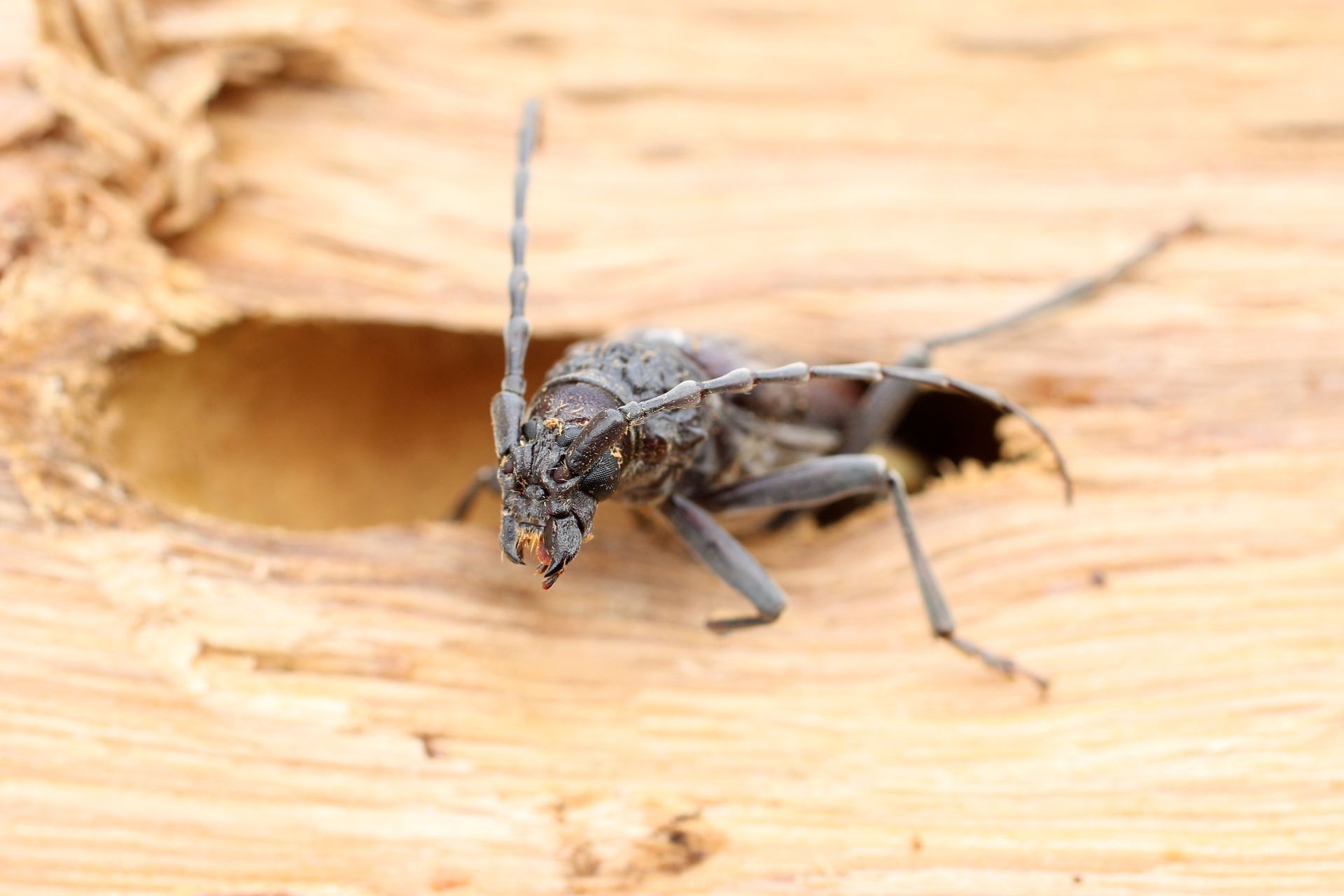 Insecte noir à l'entrée d'un trou dans du bois clair.