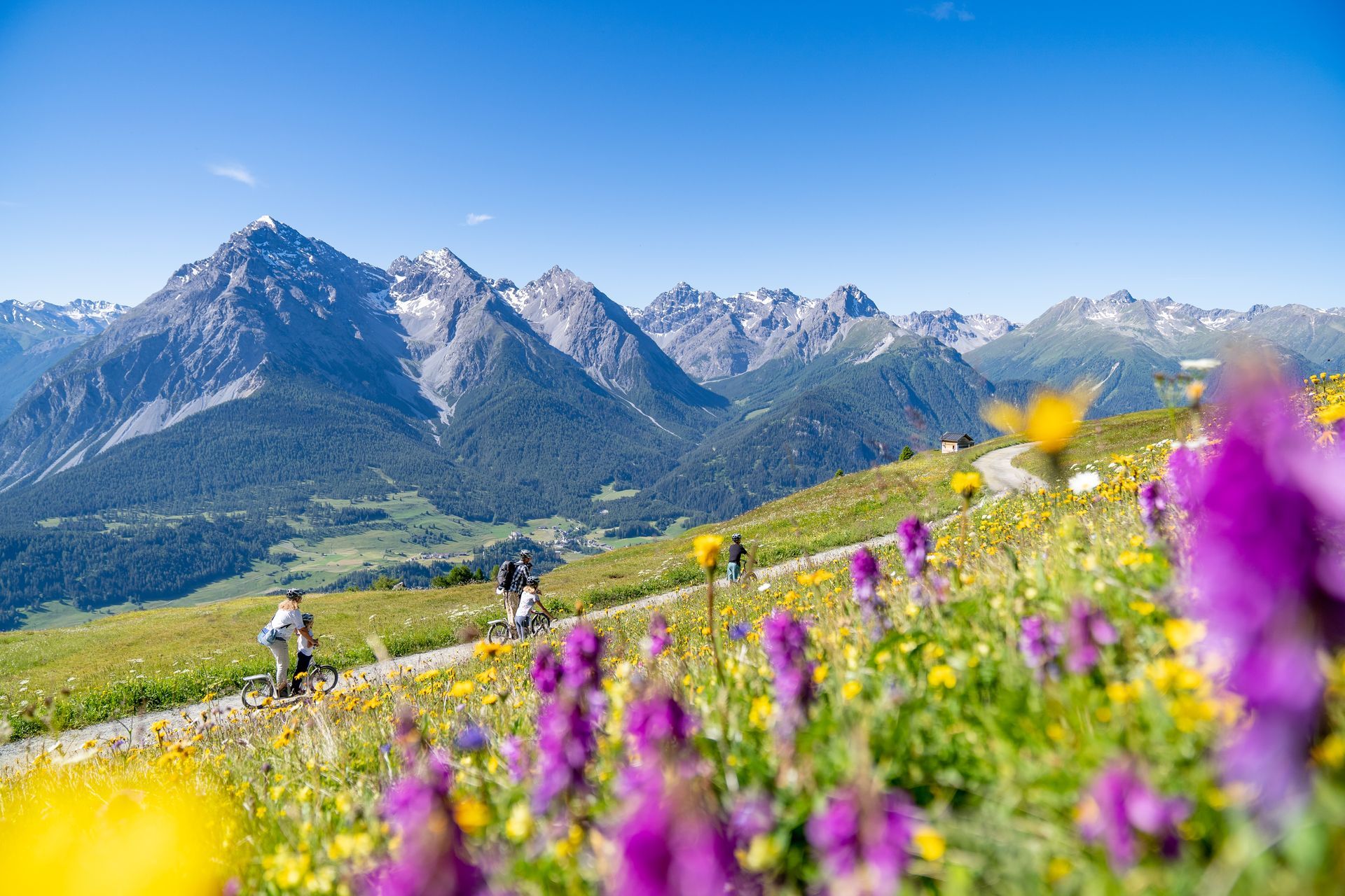 Ein Feld aus violetten und gelben Blumen mit Bergen im Hintergrund.