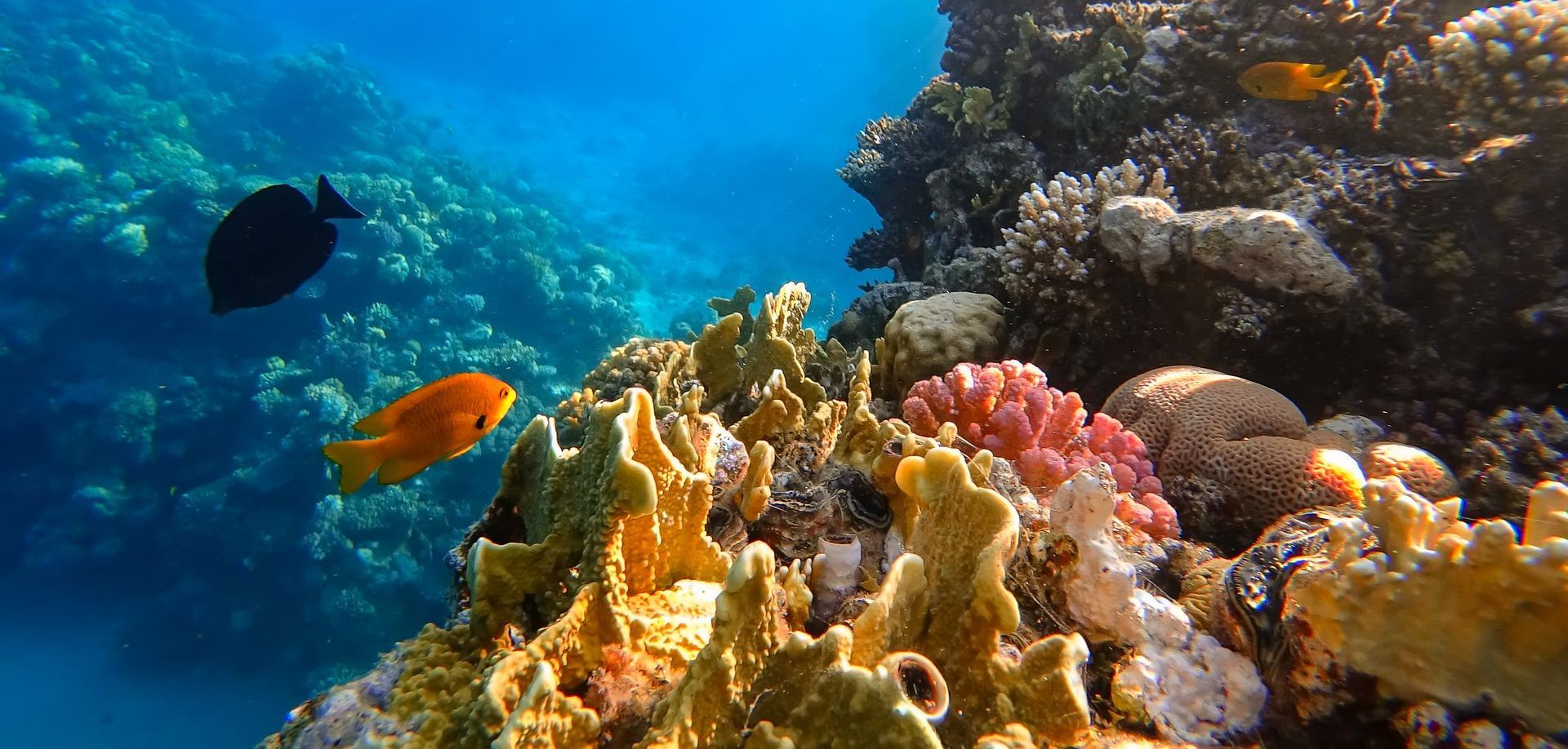 A coral reef with fish and sponges in the ocean.