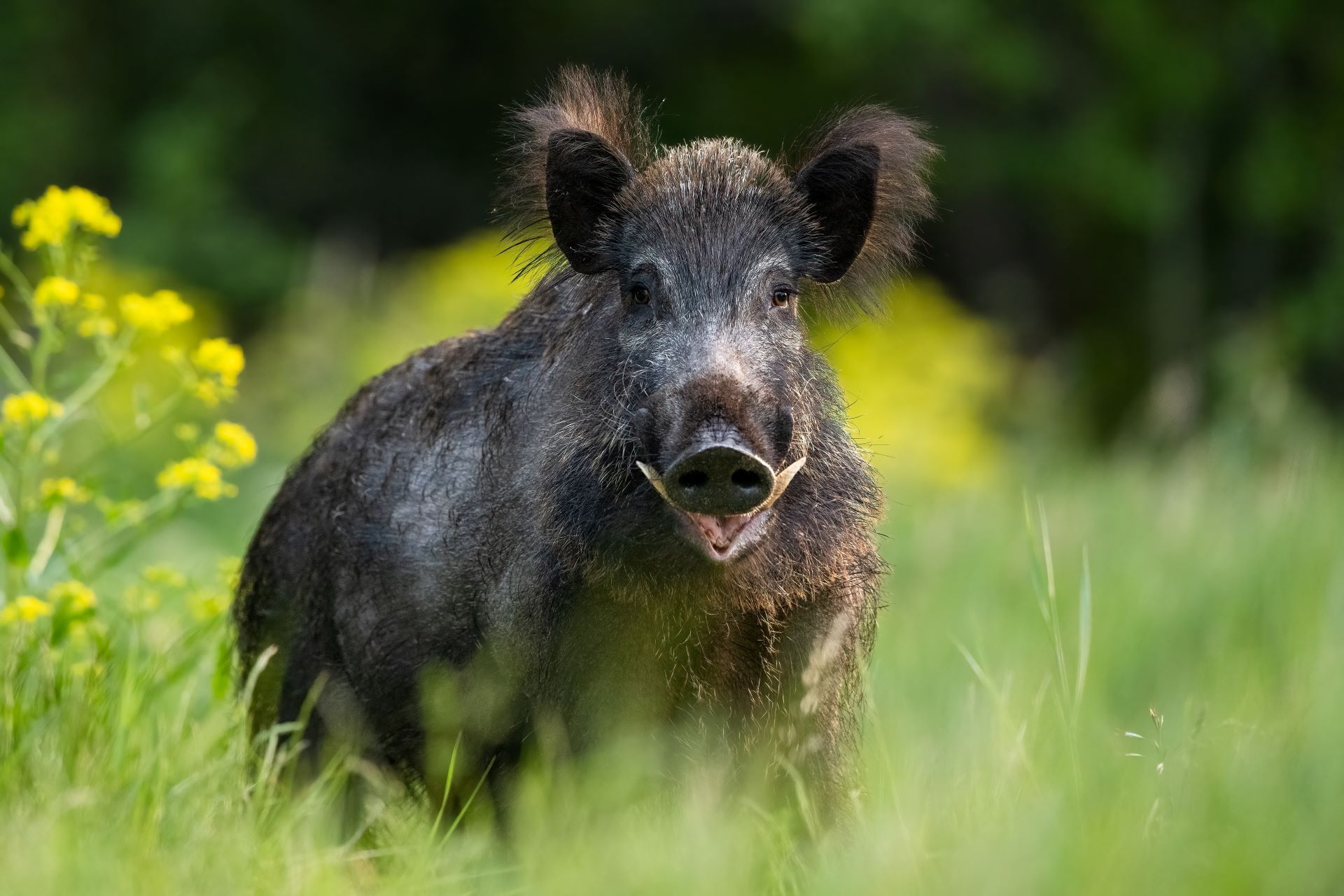 Jagdausrüster Holger Haas e.K. - Wildschwein in hohem Gras